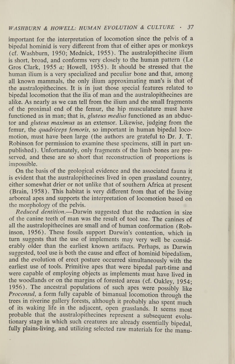 important for the interpretation of locomotion since the pelvis of a bipedal hominid is very different from that of either apes or monkeys (cf. Washburn, 1950; Mednick, 1955). The australopithecine ilium is short, broad, and conforms very closely to the human pattern (Le Gros Clark, 1955 a; Howell, 1955). It should be stressed that the human ilium is a very specialized and peculiar bone and that, among all known mammals, the only ilium approximating man’s is that of the australopithecines. It is in just those special features related to bipedal locomotion that the ilia of man and the australopithecines are alike. As nearly as we can tell from the ilium and the small fragments of the proximal end of the femur, the hip musculature must have functioned as in man; that is, gluteus medius functioned as an abduc tor and gluteus maximus as an extensor. Likewise, judging from the femur, the quadriceps femoris, so important in human bipedal loco motion, must have been large (the authors are grateful to Dr. J. T. Robinson for permission to examine these specimens, still in part un published). Unfortunately, only fragments of the limb bones are pre served, and these are so short that reconstruction of proportions is impossible. On the basis of the geological evidence and the associated fauna it is evident that the australopithecines lived in open grassland country, either somewhat drier or not unlike that of southern Africa at present (Brain, 1958). This habitat is very different from that of the living arboreal apes and supports the interpretation of locomotion based on the morphology of the pelvis. Reduced dentition .—Darwin suggested that the reduction in size of the canine teeth of man was the result of tool use. The canines of all the australopithecines are small and of human conformation (Rob inson, 1956). These fossils support Darwin’s contention, which in turn suggests that the use of implements may very well be consid erably older than the earliest known artifacts. Perhaps, as Darwin suggested, tool use is both the cause and effect of hominid bipedalism, and the evolution of erect posture occurred simultaneously with the earliest use of tools. Primitive apes that were bipedal part-time and were capable of employing objects as implements must have lived in the woodlands or on the margins of forested areas (cf. Oakley, 1954; 1956). The ancestral populations of such apes were possibly like Proconsul, a form fully capable of bimanual locomotion through the trees in riverine gallery forests, although it probably also spent much of its waking life in the adjacent, open grasslands. It seems most probable that the australopithecines represent a subsequent evolu tionary stage in which such creatures are already essentially bipedal, fully plains-living, and utilizing selected raw materials for the manu