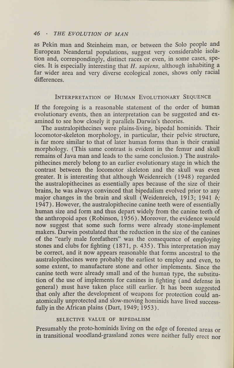 as Pekin man and Steinheim man, or between the Solo people and European Neandertal populations, suggest very considerable isola tion and, correspondingly, distinct races or even, in some cases, spe cies. It is especially interesting that H. sapiens, although inhabiting a far wider area and very diverse ecological zones, shows only racial differences. Interpretation of Human Evolutionary Sequence If the foregoing is a reasonable statement of the order of human evolutionary events, then an interpretation can be suggested and ex amined to see how closely it parallels Darwin’s theories. The australopithecines were plains-living, bipedal hominids. Their locomotor-skeleton morphology, in particular, their pelvic structure, is far more similar to that of later human forms than is their cranial morphology. (This same contrast is evident in the femur and skull remains of Java man and leads to the same conclusion.) The australo pithecines merely belong to an earlier evolutionary stage in which the contrast between the locomotor skeleton and the skull was even greater. It is interesting that although Weidenreich ( 1948 ) regarded the australopithecines as essentially apes because of the size of their brains, he was always convinced that bipedalism evolved prior to any major changes in the brain and skull (Weidenreich, 1913; 1941 b; 1947 ). However, the australopithecine canine teeth were of essentially human size and form and thus depart widely from the canine teeth of the anthropoid apes (Robinson, 1956). Moreover, the evidence would now suggest that some such forms were already stone-implement makers. Darwin postulated that the reduction in the size of the canines of the “early male forefathers” was the consequence of employing stones and clubs for fighting (1871, p. 435). This interpretation may be correct, and it now appears reasonable that forms ancestral to the australopithecines were probably the earliest to employ and even, to some extent, to manufacture stone and other implements. Since the canine teeth were already small and of the human type, the substitu tion of the use of implements for canines in fighting (and defense in general) must have taken place still earlier. It has been suggested that only after the development of weapons for protection could an atomically unprotected and slow-moving hominids have lived success fully in the African plains (Dart, 1949; 1953). SELECTIVE VALUE OF BIPEDALISM Presumably the proto-hominids living on the edge of forested areas or in transitional woodland-grassland zones were neither fully erect nor