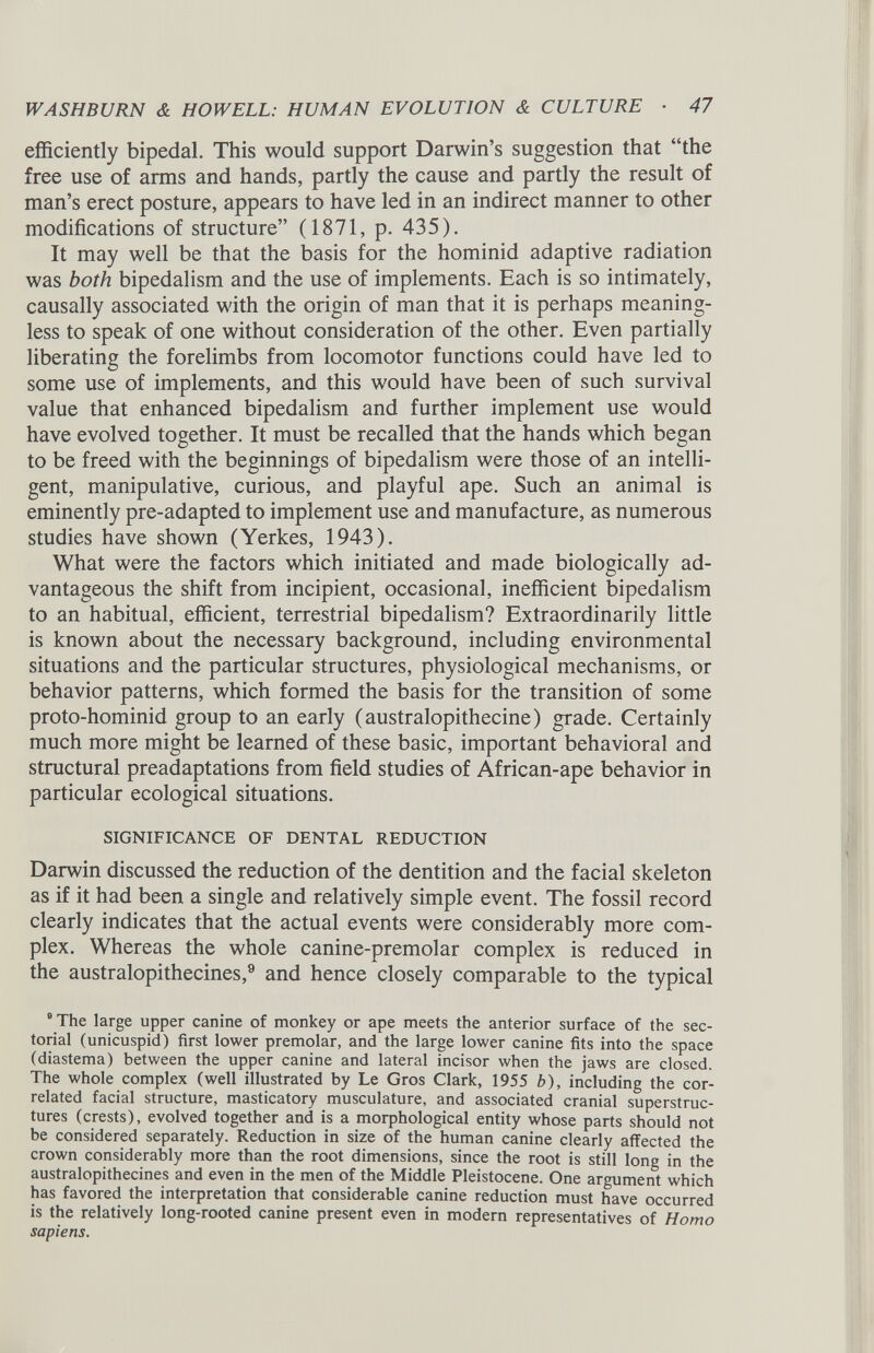 efficiently bipedal. This would support Darwin’s suggestion that “the free use of arms and hands, partly the cause and partly the result of man’s erect posture, appears to have led in an indirect manner to other modifications of structure” (1871, p. 435). It may well be that the basis for the hominid adaptive radiation was both bipedalism and the use of implements. Each is so intimately, causally associated with the origin of man that it is perhaps meaning less to speak of one without consideration of the other. Even partially liberating the forelimbs from locomotor functions could have led to some use of implements, and this would have been of such survival value that enhanced bipedalism and further implement use would have evolved together. It must be recalled that the hands which began to be freed with the beginnings of bipedalism were those of an intelli gent, manipulative, curious, and playful ape. Such an animal is eminently pre-adapted to implement use and manufacture, as numerous studies have shown (Yerkes, 1943). What were the factors which initiated and made biologically ad vantageous the shift from incipient, occasional, inefficient bipedalism to an habitual, efficient, terrestrial bipedalism? Extraordinarily little is known about the necessary background, including environmental situations and the particular structures, physiological mechanisms, or behavior patterns, which formed the basis for the transition of some proto-hominid group to an early (australopithecine) grade. Certainly much more might be learned of these basic, important behavioral and structural preadaptations from field studies of African-ape behavior in particular ecological situations. SIGNIFICANCE OF DENTAL REDUCTION Darwin discussed the reduction of the dentition and the facial skeleton as if it had been a single and relatively simple event. The fossil record clearly indicates that the actual events were considerably more com plex. Whereas the whole canine-premolar complex is reduced in the australopithecines, 9 and hence closely comparable to the typical 9 The large upper canine of monkey or ape meets the anterior surface of the sec torial (unicuspid) first lower premolar, and the large lower canine fits into the space (diastema) between the upper canine and lateral incisor when the jaws are closed. The whole complex (well illustrated by Le Gros Clark, 1955 b ), including the cor related facial structure, masticatory musculature, and associated cranial superstruc tures (crests), evolved together and is a morphological entity whose parts should not be considered separately. Reduction in size of the human canine clearly affected the crown considerably more than the root dimensions, since the root is still long in the australopithecines and even in the men of the Middle Pleistocene. One argument which has favored the interpretation that considerable canine reduction must have occurred is the relatively long-rooted canine present even in modern representatives of Homo sapiens.