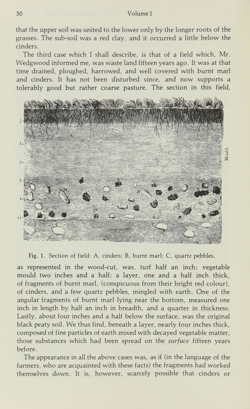that the upper soil was united to the lower only by the longer roots of the grasses. The sub-soil was a red clay, and it occurred a little below the cinders. The third case which I shall describe, is that of a field which, Mr. Wedgwood informed me, was waste land fifteen years ago. It was at that time drained, ploughed, harrowed, and well covered with burnt marl and cinders. It has not been disturbed since, and now supports a tolerably good but rather coarse pasture. The section in this field, Fig. 1. Section of field: A, cinders; B, burnt marl; C, quartz pebbles. as represented in the wood-cut, was, turf half an inch; vegetable mould two inches and a half; a layer, one and a half inch thick, of fragments of burnt marl, (conspicuous from their bright red colour), of cinders, and a few quartz pebbles, mingled with earth. One of the angular fragments of burnt marl lying near the bottom, measured one inch in length by half an inch in breadth, and a quarter in thickness. Lastly, about four inches and a half below the surface, was the original black peaty soil. We thus find, beneath a layer, nearly four inches thick, composed of fine particles of earth mixed with decayed vegetable matter, those substances which had been spread on the surface fifteen years before. The appearance in all the above cases was, as if (in the language of the farmers, who are acquainted with these facts) the fragments had worked themselves down. It is, however, scarcely possible that cinders or