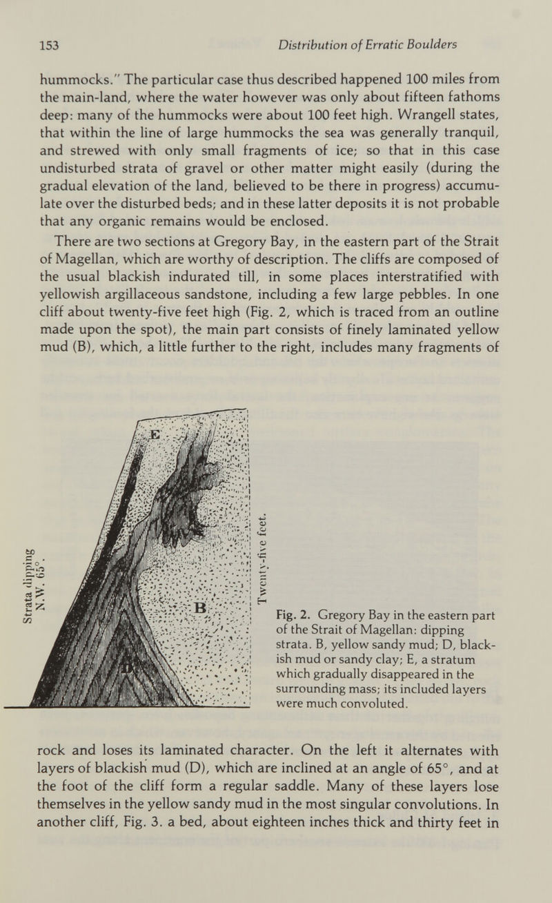 Strata dipping hummocks. The particular case thus described happened 100 miles from the main-land, where the water however was only about fifteen fathoms deep: many of the hummocks were about 100 feet high. Wrangell states, that within the line of large hummocks the sea was generally tranquil, and strewed with only small fragments of ice; so that in this case undisturbed strata of gravel or other matter might easily (during the gradual elevation of the land, believed to be there in progress) accumu late over the disturbed beds; and in these latter deposits it is not probable that any organic remains would be enclosed. There are two sections at Gregory Bay, in the eastern part of the Strait of Magellan, which are worthy of description. The cliffs are composed of the usual blackish indurated till, in some places interstratified with yellowish argillaceous sandstone, including a few large pebbles. In one cliff about twenty-five feet high (Fig. 2, which is traced from an outline made upon the spot), the main part consists of finely laminated yellow mud (B), which, a little further to the right, includes many fragments of Fig. 2. Gregory Bay in the eastern part of the Strait of Magellan: dipping strata. B, yellow sandy mud; D, black ish mud or sandy clay; E, a stratum which gradually disappeared in the surrounding mass; its included layers were much convoluted. rock and loses its laminated character. On the left it alternates with layers of blackish mud (D), which are inclined at an angle of 65°, and at the foot of the cliff form a regular saddle. Many of these layers lose themselves in the yellow sandy mud in the most singular convolutions. In another cliff, Fig. 3. a bed, about eighteen inches thick and thirty feet in