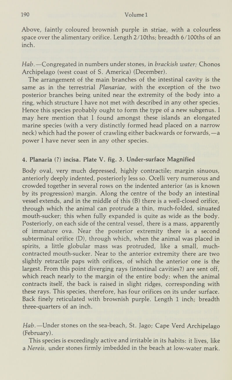 Above, faintly coloured brownish purple in striae, with a colourless space over the alimentary orifice. Length 2/10ths; breadth 6/100ths of an inch. Hab .—Congregated in numbers under stones, in brackish water; Chonos Archipelago (west coast of S. America) (December). The arrangement of the main branches of the intestinal cavity is the same as in the terrestrial Planariae, with the exception of the two posterior branches being united near the extremity of the body into a ring, which structure I have not met with described in any other species. Hence this species probably ought to form the type of a new subgenus. I may here mention that I found amongst these islands an elongated marine species (with a very distinctly formed head placed on a narrow neck) which had the power of crawling either backwards or forwards,—a power I have never seen in any other species. 4. Planaria (?) incisa. Plate V. fig. 3. Under-surface Magnified Body oval, very much depressed, highly contractile; margin sinuous, anteriorly deeply indented, posteriorly less so. Ocelli very numerous and crowded together in several rows on the indented anterior (as is known by its progression) margin. Along the centre of the body an intestinal vessel extends, and in the middle of this (B) there is a well-closed orifice, through which the animal can protrude a thin, much-folded, sinuated mouth-sucker; this when fully expanded is quite as wide as the body. Posteriorly, on each side of the central vessel, there is a mass, apparently of immature ova. Near the posterior extremity there is a second subterminal orifice (D), through which, when the animal was placed in spirits, a little globular mass was protruded, like a small, much- contracted mouth-sucker. Near to the anterior extremity there are two slightly retractile paps with orifices, of which the anterior one is the largest. From this point diverging rays (intestinal cavities?) are sent off, which reach nearly to the margin of the entire body: when the animal contracts itself, the back is raised in slight ridges, corresponding with these rays. This species, therefore, has four orifices on its under surface. Back finely reticulated with brownish purple. Length 1 inch; breadth three-quarters of an inch. Hab .—Under stones on the sea-beach, St. Jago; Cape Verd Archipelago (February). This species is exceedingly active and irritable in its habits: it lives, like a Nereis, under stones firmly imbedded in the beach at low-water mark.