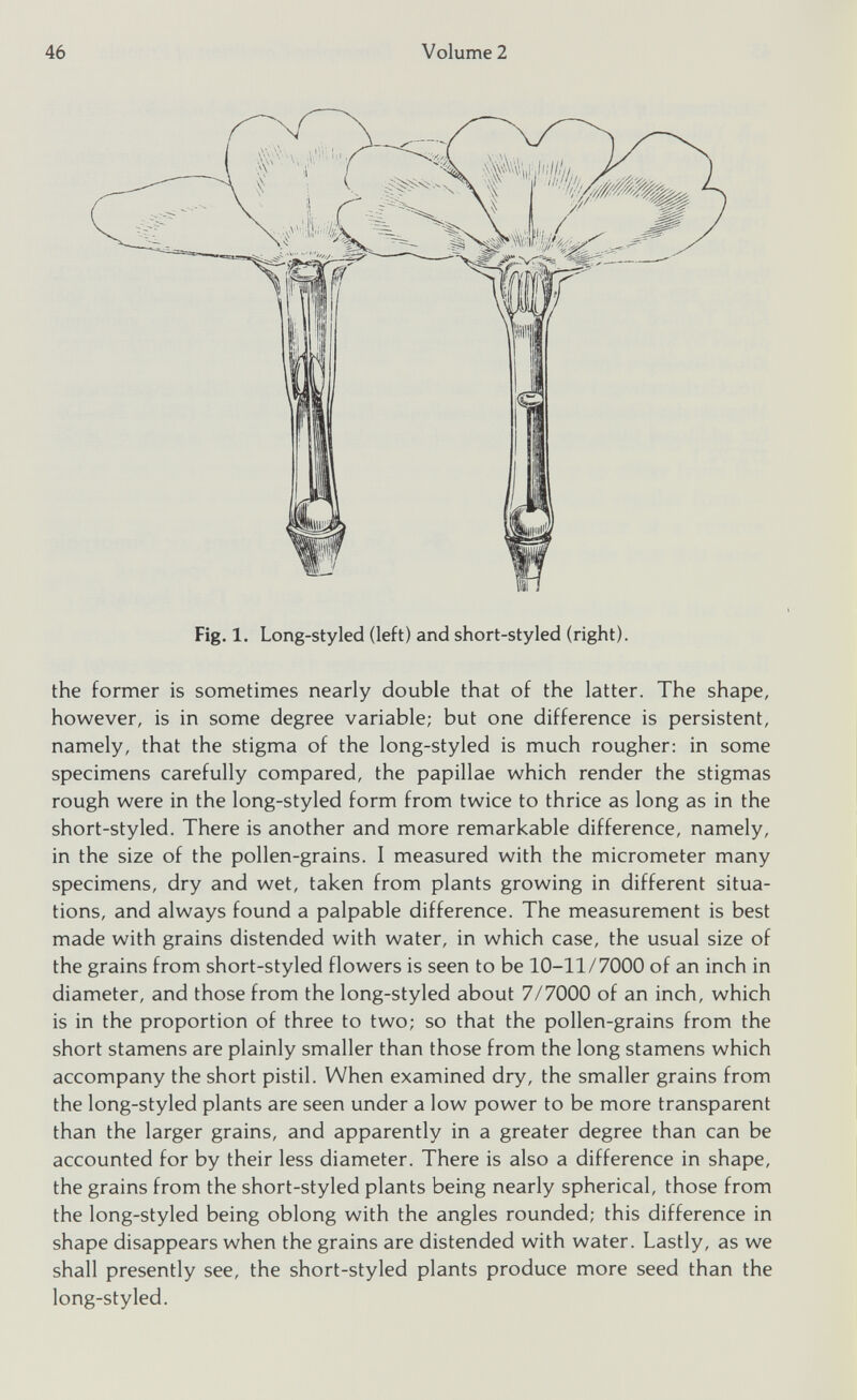 Fig. 1. Long-styled (left) and short-styled (right). the former is sometimes nearly double that of the latter. The shape, however, is in some degree variable; but one difference is persistent, namely, that the stigma of the long-styled is much rougher: in some specimens carefully compared, the papillae which render the stigmas rough were in the long-styled form from twice to thrice as long as in the short-styled. There is another and more remarkable difference, namely, in the size of the pollen-grains. I measured with the micrometer many specimens, dry and wet, taken from plants growing in different situa tions, and always found a palpable difference. The measurement is best made with grains distended with water, in which case, the usual size of the grains from short-styled flowers is seen to be 10-11/7000 of an inch in diameter, and those from the long-styled about 7/7000 of an inch, which is in the proportion of three to two; so that the pollen-grains from the short stamens are plainly smaller than those from the long stamens which accompany the short pistil. When examined dry, the smaller grains from the long-styled plants are seen under a low power to be more transparent than the larger grains, and apparently in a greater degree than can be accounted for by their less diameter. There is also a difference in shape, the grains from the short-styled plants being nearly spherical, those from the long-styled being oblong with the angles rounded; this difference in shape disappears when the grains are distended with water. Lastly, as we shall presently see, the short-styled plants produce more seed than the long-styled.
