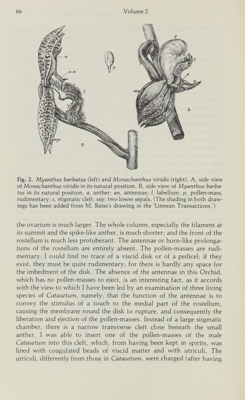 Fig. 2. Myanthus barbatus (left) and Monachanthus viridis (right). A, side view of Monachanthus viridis in its natural position. B, side view of Myanthus barba tus in its natural position, a, anther; an, antennae; l, labellum; p, pollen-mass, rudimentary; s, stigmatic cleft; sep, two lower sepals. (The shading in both draw ings has been added from M. Reiss's drawing in the 'Linnean Transactions.') the ovarium is much larger. The whole column, especially the filament at its summit and the spike-like anther, is much shorter; and the front of the rostellum is much less protuberant. The antennae or horn-like prolonga tions of the rostellum are entirely absent. The pollen-masses are rudi mentary; I could find no trace of a viscid disk or of a pedicel; if they exist, they must be quite rudimentary, for there is hardly any space for the imbedment of the disk. The absence of the antennae in this Orchid, which has no pollen-masses to eject, is an interesting fact, as it accords with the view to which I have been led by an examination of three living species of Catasetum, namely, that the function of the antennae is to convey the stimulus of a touch to the medial part of the rostellum, causing the membrane round the disk to rupture, and consequently the liberation and ejection of the pollen-masses. Instead of a large stigmatic chamber, there is a narrow transverse cleft close beneath the small anther. I was able to insert one of the pollen-masses of the male Catasetum into this cleft, which, from having been kept in spirits, was lined with coagulated beads of viscid matter and with utriculi. The utriculi, differently from those in Catasetum, were charged (after having