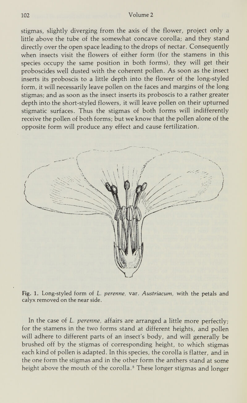 stigmas, slightly diverging from the axis of the flower, project only a little above the tube of the somewhat concave corolla; and they stand directly over the open space leading to the drops of nectar. Consequently when insects visit the flowers of either form (for the stamens in this species occupy the same position in both forms), they will get their proboscides well dusted with the coherent pollen. As soon as the insect inserts its proboscis to a little depth into the flower of the long-styled form, it will necessarily leave pollen on the faces and margins of the long stigmas; and as soon as the insect inserts its proboscis to a rather greater depth into the short-styled flowers, it will leave pollen on their upturned stigmatic surfaces. Thus the stigmas of both forms will indifferently receive the pollen of both forms; but we know that the pollen alone of the opposite form will produce any effect and cause fertilization. Fig. 1 . Long-styled form of L. perenne, var. Austriacum, with the petals and calyx removed on the near side. In the case of L. perenne, affairs are arranged a little more perfectly; for the stamens in the two forms stand at different heights, and pollen will adhere to different parts of an insect's body, and will generally be brushed off by the stigmas of corresponding height, to which stigmas each kind of pollen is adapted. In this species, the corolla is flatter, and in the one form the stigmas and in the other form the anthers stand at some height above the mouth of the corolla. 5 These longer stigmas and longer