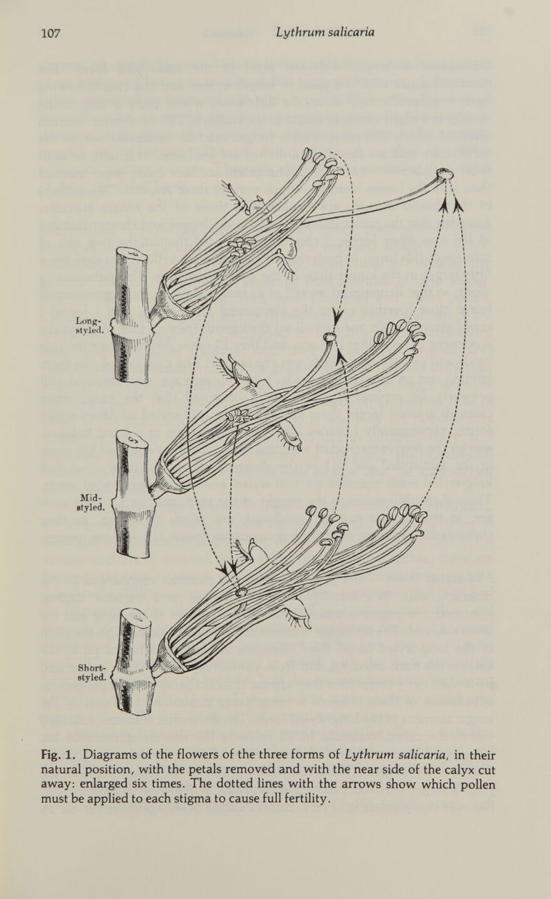 Long- styled. Mid- gtyled. Short- styled. Fig. 1 . Diagrams of the flowers of the three forms of Lythrum salicaria, in their natural position, with the petals removed and with the near side of the calyx cut away: enlarged six times. The dotted lines with the arrows show which pollen must be applied to each stigma to cause full fertility.