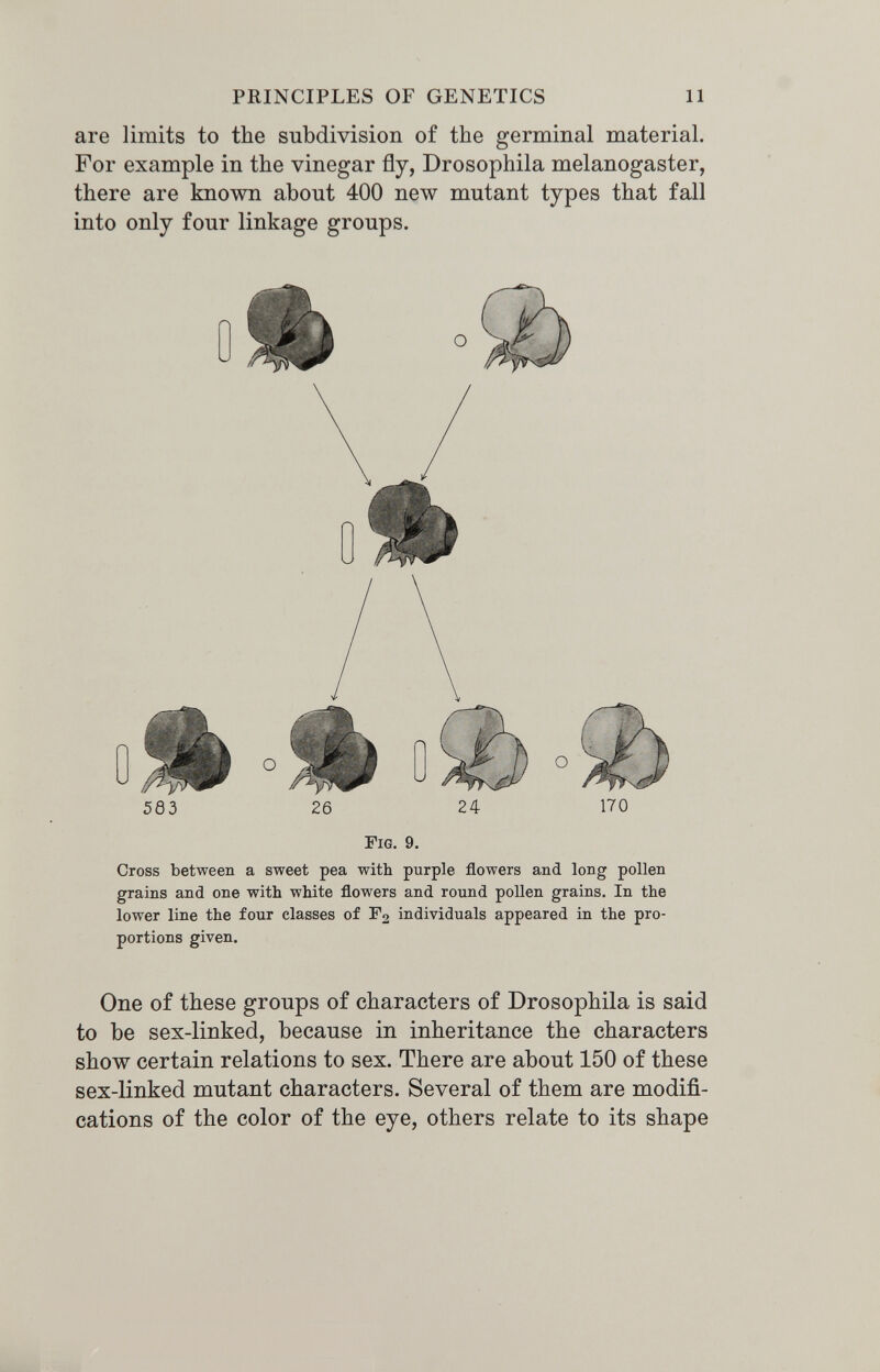 PRINCIPLES OF GENETICS 11 are limits to the subdivision of the germinal material. For example in the vinegar fly, Drosophila melanogaster, there are known about 400 new mutant types that fall into only four linkage groups. Fig. 9. Cross between a sweet pea with purple flowers and long pollen grains and one with white flowers and round pollen grains. In the lower line the four classes of F2 individuals appeared in the pro¬ portions given. One of these groups of characters of Drosophila is said to be sex-linked, because in inheritance the characters show certain relations to sex. There are about 150 of these sex-linked mutant characters. Several of them are modifi¬ cations of the color of the eye, others relate to its shape