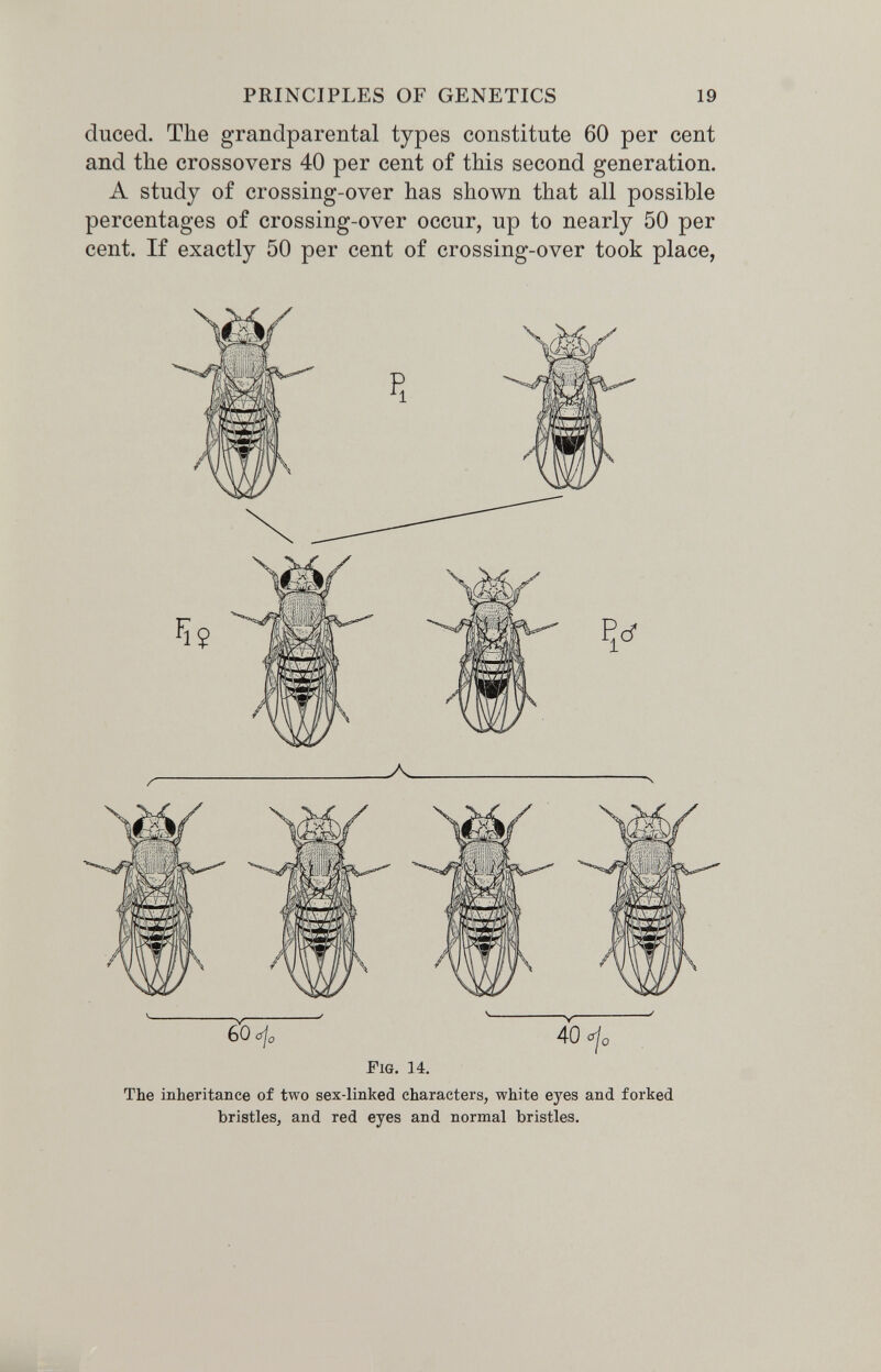 PRINCIPLES OF GENETICS 19 duced. The grandparental types constitute 60 per cent and the crossovers 40 per cent of this second generation. A study of crossing-over has shown that all possible percentages of crossing-over occur, up to nearly 50 per cent. If exactly 50 per cent of crossing-over took place, Л -A. 60 ajo 40 <^0 Fig. 14. The inheritance of two sex-linked characters, white eyes and forked bristleSj and red eyes and normal bristles.
