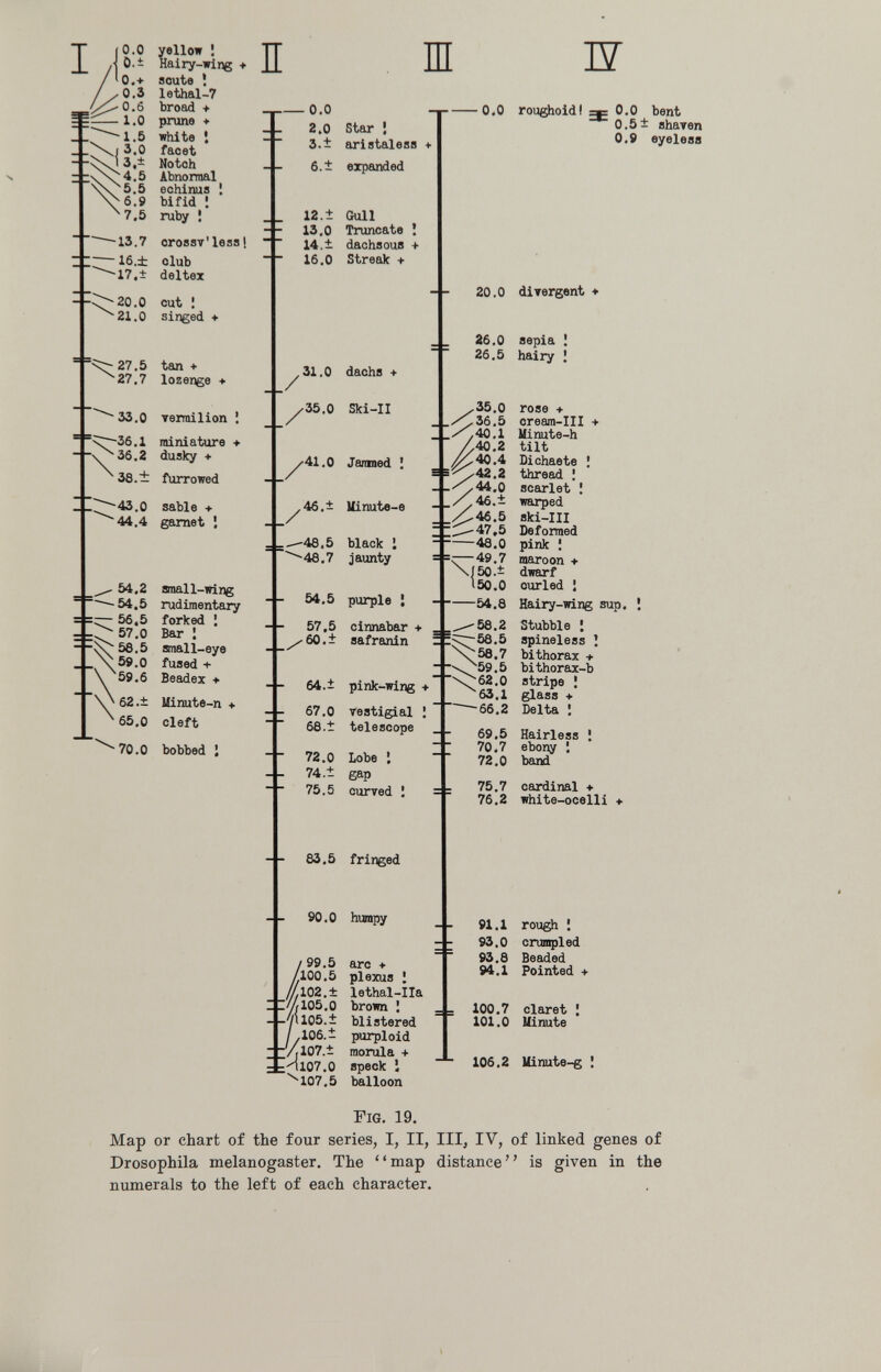 (0.0 ö.± 10.+ //0.3 ^^О.б — 1.0 :^Оз.± \^4,5 5.5 6.9 7.5 -13.7 —-1б.± yellow ¡ Hairy-wing > soute ¡ lethal-7 broad prune + white t facet Notch Abnormal echinus ¡ bifid Î ruby ! orossT'lessi olub I Ш Ш 17.± deltex ■20.0 ■21.0 cut ! singed ♦ ^x;-- 27.5 tan + 27.7 lozenge + ^ 33.0 Terrailion ¡ Ñ^36.1 miniature + ■ 36.2 dusky + \ -43.0 sable + 44.4 garnet 1 54.2 54.5 56.5 57.0 ^58.5 59.0 59.6 \ 62 .± Uinute-n 4- 65.0 cleft 38.± furrowed small-wing rudimentary forked J Bar I small-eye fused + Beadex + •70.0 bobbed: ■0.0 2.0 3.± 6.1 Star i aristaless expanded -1 0.0 roughoidi 12.± Gull 13.0 Truncate Î 14.± dachsous > 16,0 Streak -<■ 31.0 dachs + 20.0 diTergent ♦ 26.0 sepia \ 26,5 hairy ' ./ 35.0 Ski-II /35.0 />36,5 ,//40.1 /40.2 ■41.0 Jamned ¡ ^40.4 ^42.2 .««J.- jiinube-0 У / _ .-^46.5 ■::>47.5 48,0 4-49.7 \J50.± 150.0 54,8 ^58,2 /60.± safranin ^5^58,5 •059.5 ■\>62,0 ^63.1 -66,2 46.± Uinute-e -|- -48,5 black 1 -48.7 jaunty 54.5 purple ; 57,5 cinnabar + 64.± pink-wing + 67,0 vestigial ¡ 68.± telescope 72,0 Lobe i 74.± gap 75.5 curved Î 0.0 bent 0.5± shaT 0,9 eyele rose + oream-III + Minute-h tilt Dichaete ! thread Î scarlet ! warped ski-III Deformed pink ! maroon + dwarf curled J Hairy-wing sup. ! Stubble î spineless I bithorax + bithorax-b stripe ¡ glass + Delta : 69,5 Hairless ¡ 70,7 ebony 1 72,0 band 75.7 cardinal ♦ 76,2 white-ocelli + 83.5 fringed 90.0 humpy 99.5 100,5 102,+ 105,0 .'/1105.1 J/ß:i :Hl07.0 ■^107,5 arc -t- plexus î lethal-IIa brown ; blistered purploid morula + speck I balloon 91,1 93.0 93,8 94.1 100.7 101.0 rough ! crumpled Beaded Pointed + claret ; Uinute 106,2 Uinute-g I Fig, 19, Map or chart of the four series, I, II, III, IV, of linked genes of Drosophila melanogaster. The map distance is given in the numerals to the left of each character.