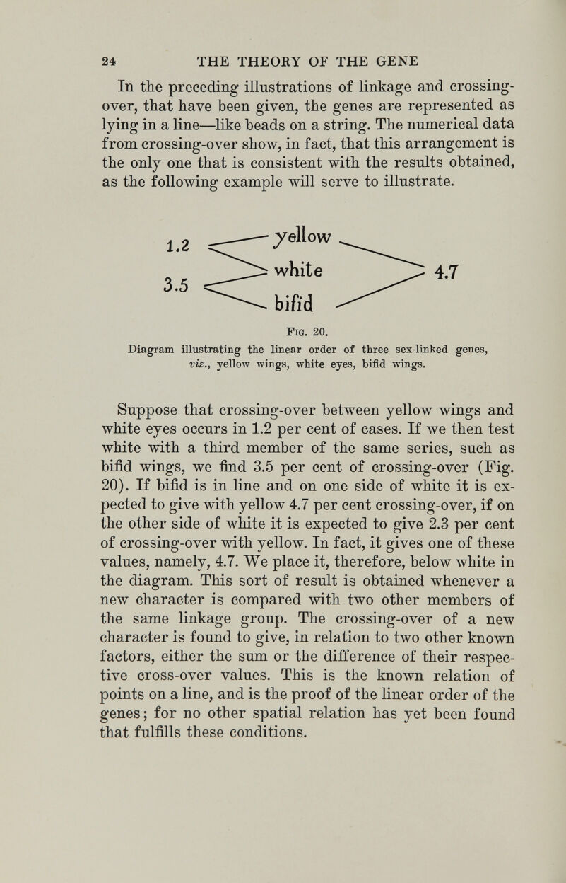 24 THE THEORY OF THE GENE In the preceding illustrations of linkage and crossing- over, that have been given, the genes are represented as lying in a line—^like beads on a string. The nmnerical data from crossing-over show, in fact, that this arrangement is the only one that is consistent with the results obtained, as the following example will serve to illustrate. Fig. 20. Diagram illustrating the linear order of three sex-linked genes, vis., yellow wings, white eyes, bifid wings. Suppose that crossing-over between yellow wings and white eyes occurs in 1.2 per cent of cases. If we then test white with a third member of the same series, such as bifid wings, we find 3.5 per cent of crossing-over (Fig. 20). If bifid is in line and on one side of white it is ex¬ pected to give with yellow 4.7 per cent crossing-over, if on the other side of white it is expected to give 2.3 per cent of crossing-over with yellow. In fact, it gives one of these values, namely, 4.7. We place it, therefore, below white in the diagram. This sort of result is obtained whenever a new character is compared with two other members of the same linkage group. The crossing-over of a new character is found to give, in relation to two other known factors, either the sum or the difference of their respec¬ tive cross-over values. This is the known relation of points on a line, and is the proof of the linear order of the genes; for no other spatial relation has yet been found that fulfills these conditions.