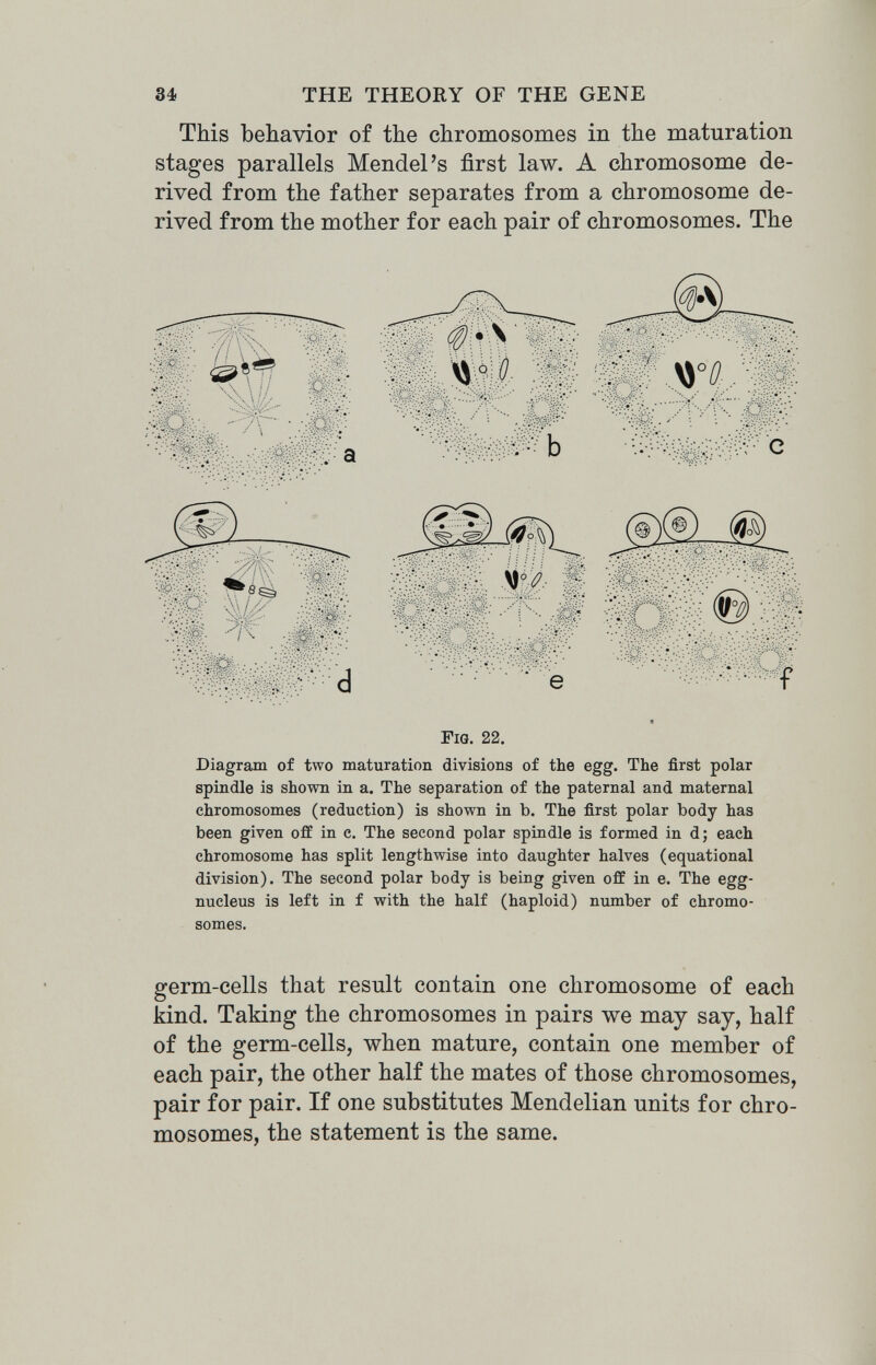 34 THE THEORY OF THE GENE This behavior of the chromosomes in the maturation stages parallels Mendel's first law. A chromosome de¬ rived from the father separates from a chromosome de¬ rived from the mother for each pair of chromosomes. The Fig. 22. Diagram of two maturation divisions of the egg. The first polar spindle is shown in a. The separation of the paternal and maternal chromosomes (reduction) is shown in Ъ. The first polar body has been given off in c. The second polar spindle is formed in d; each chromosome has split lengthwise into daughter halves (equational division). The second polar body is being given off in e. The egg- nucleus is left in f with the half (haploid) number of chromo¬ somes. germ-cells that result contain one chromosome of each kind. Taking the chromosomes in pairs we may say, half of the germ-cells, when mature, contain one member of each pair, the other half the mates of those chromosomes, pair for pair. If one substitutes Mendelian units for chro¬ mosomes, the statement is the same.