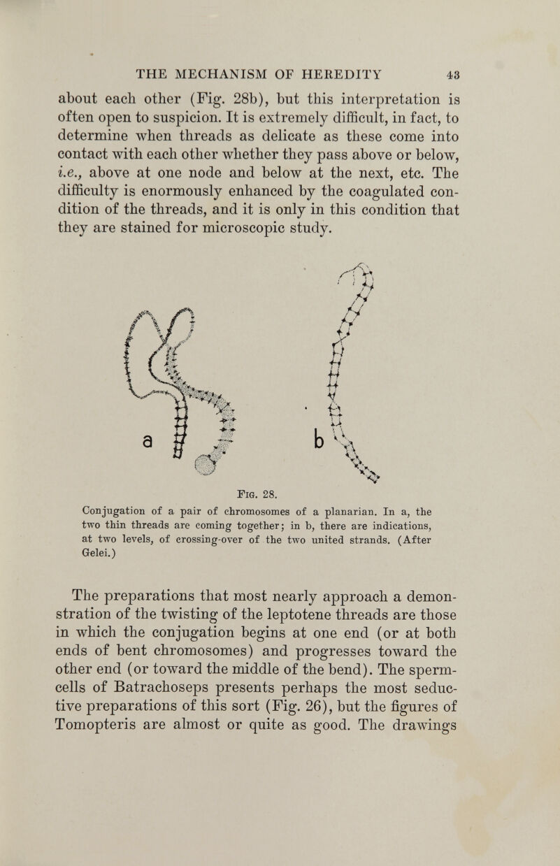 THE MECHANISM OF HEREDITY 43 about each other (Fig. 28b), but this interpretation is often open to suspicion. It is extremely difficult, in fact, to determine when threads as delicate as these come into contact with each other whether they pass above or below, i.e., above at one node and below at the next, etc. The difficulty is enormously enhanced by the coagulated con¬ dition of the threads, and it is only in this condition that they are stained for microscopic study. Conjugation of a pair of chromosomes of a planarian. In a, the two thin threads are coming together; in b, there are indications, at two levels, of crossing-over of the two united strands. (After Gelei.) The preparations that most nearly approach a demon¬ stration of the twisting of the leptotene threads are those in which the conjugation begins at one end (or at both ends of bent chromosomes) and progresses toward the other end (or toward the middle of the bend). The sperm- cells of Batrachoseps presents perhaps the most seduc¬ tive preparations of this sort (Fig. 26), but the figures of Tomopteris are almost or quite as good. The drawings Fig. 28.