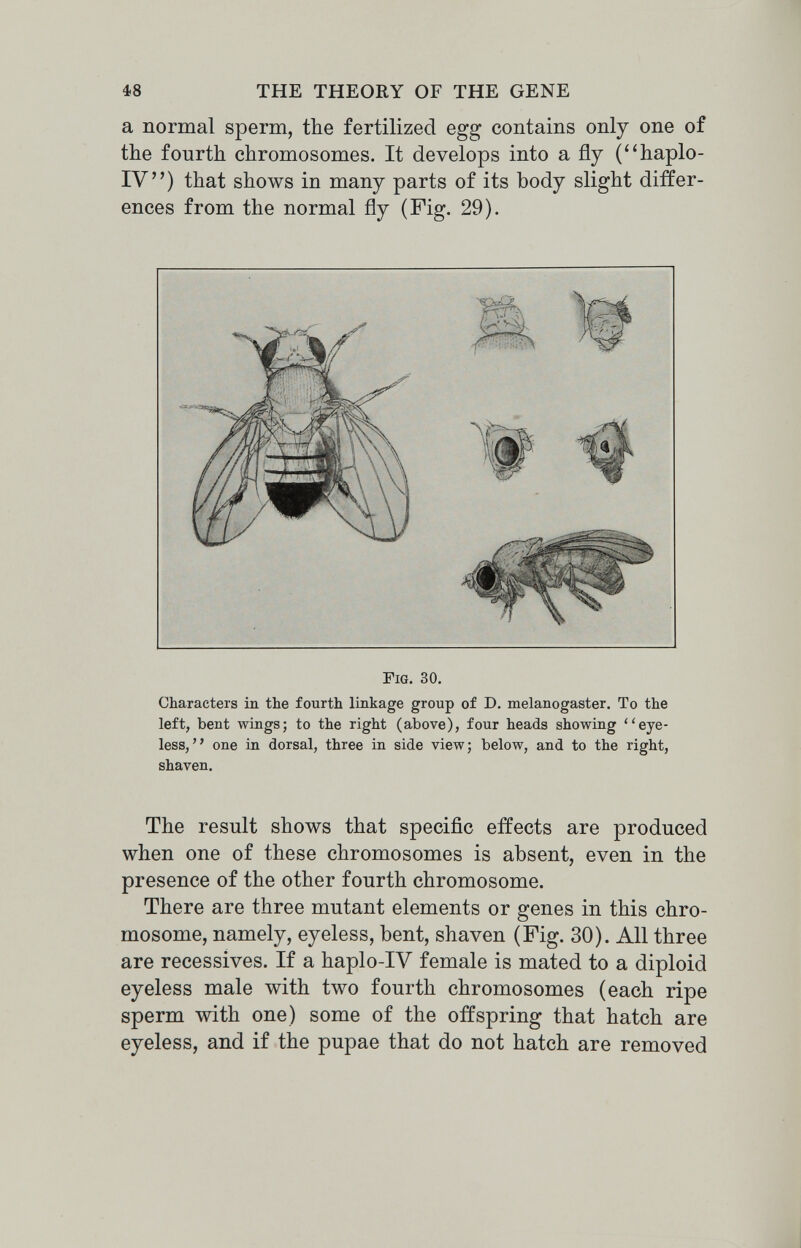 18 THE THEORY OF THE GENE a normal sperm, the fertilized egg contains only one of the fourth chromosomes. It develops into a fly (haplo- IV) that shows in many parts of its body slight differ¬ ences from the normal fly (Fig. 29). Fig. 30. Characters in the fourth linkage group of D. melanogaster. To the left, bent wings; to the right (above), four heads showing eye¬ less, one in dorsal, three in side view; below, and to the right, shaven. The result shows that specific effects are produced when one of these chromosomes is absent, even in the presence of the other fourth chromosome. There are three mutant elements or genes in this chro¬ mosome, namely, eyeless, bent, shaven (Fig. 30). All three are récessives. If a haplo-IV female is mated to a diploid eyeless male with two fourth chromosomes (each ripe sperm with one) some of the offspring that hatch are eyeless, and if the pupae that do not hatch are removed