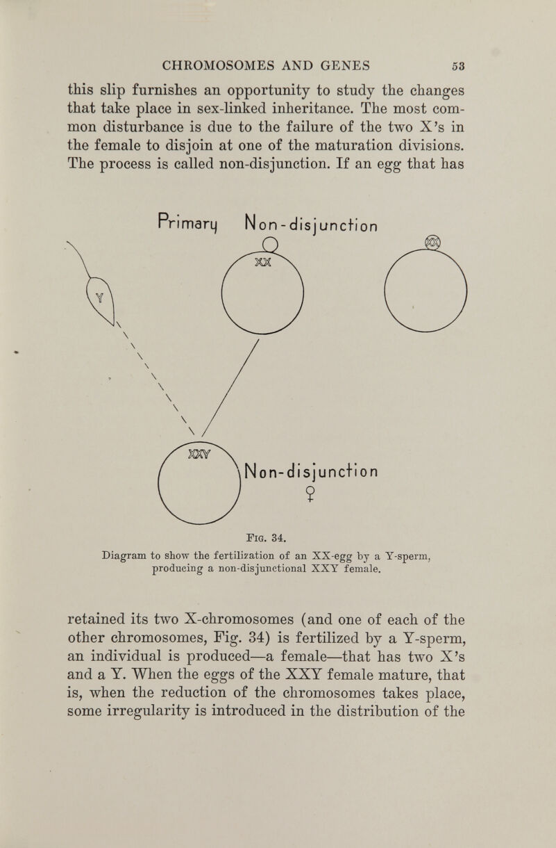 CHROMOSOMES AND GENES 53 this slip furnishes an opportunity to study the changes that take place in sex-linked inheritance. The most com¬ mon disturbance is due to the failure of the two X's in the female to disjoin at one of the maturation divisions. The process is called non-disjunction. If an egg that has PrimarLj N on - disj unclion Non-disjunc+ion 9 Tig. 34, Diagram to show the fertilization of an XX-egg by a Y-sperm, producing a non-disjunctional XXY female. retained its two X-chromosomes (and one of each of the other chromosomes, Fig. 34) is fertilized by a Y-sperm, an individual is produced—a female—that has two X's and a Y. When the eggs of the XXY female mature, that is, when the reduction of the chromosomes takes place, some irregularity is introduced in the distribution of the