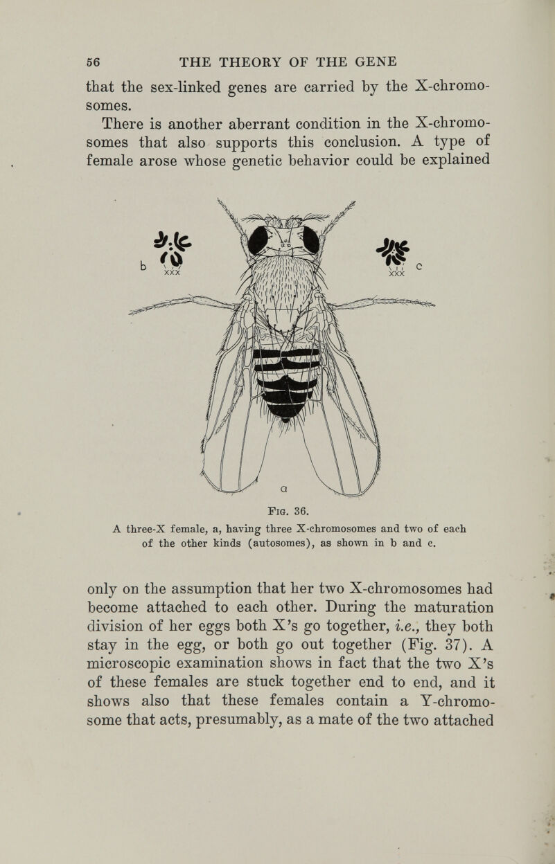 56 THE THEORY OF THE GENE tbat the sex-linked genes are carried by the X-chromo- somes. There is another aberrant condition in the X-chromo- somes that also supports this conclusion. A type of female arose whose genetic behavior could be explained A three-X female, a, having three X-chromosomes and two of each of the other kinds (autosomes), as shown in b and c. only on the assumption that her two X-chromosomes had become attached to each other. During the maturation division of her eggs both X's go together, i.e., they both stay in the egg, or both go out together (Fig. 37). A microscopic examination shows in fact that the two X's of these females are stuck together end to end, and it shows also that these females contain a Y-chromo- some that acts, presumably, as a mate of the two attached Fig. 36.