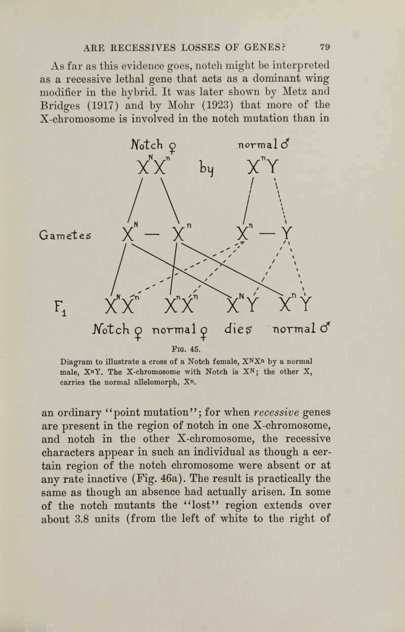 ARE RECESSIVES LOSSES OF GENES? 79 As far as tliis evidence goes, notch might be interpreted as a recessive lethal gene that acts as a dominant wing modifier in the hybrid. It was later shown by Metz and Bridges (1917) and by Möhr (1923) that more of the X-chromosome is involved in the notch mutation than in Hotch Ç normal d X X хУ / \ / \ JVotcK Ç normal Ç die?' normal cf Fig. 45. Diagram to illustrate a cross of a Notch female, XNXn by a normal male, X^Y. The X-chromosome with Notch is XNj the other X, carries the normal allelomorph, Xn. an ordinary ''point mutation; for when recessive genes are present in the region of notch in one X-chromosome, and notch in the other X-chromosome, the recessive characters appear in such an individual as though a cer¬ tain region of the notch chromosome were absent or at any rate inactive (Fig. 46a). The result is practically the same as though an absence had actually arisen. In some of the notch mutants the ''lost region extends over about 3.8 units (from the left of white to the right of