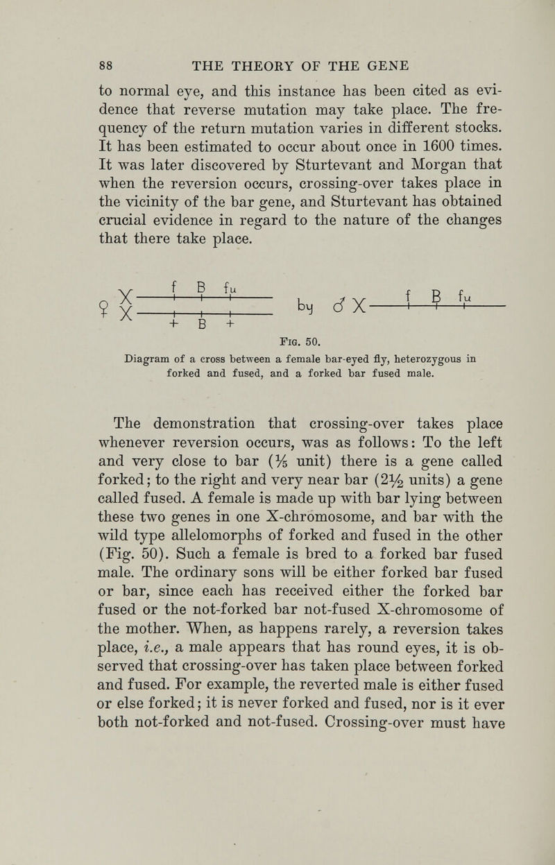 88 THE THEORY OF THE GENE to normal eye, and this instance has been cited as evi¬ dence that reverse mutation may take place. The fre¬ quency of the return mutation varies in different stocks. It has been estimated to occur about once in 1600 times. It was later discovered by Sturtevant and Morgan that when the reversion occurs, crossing-over takes place in the vicinity of the bar gene, and Sturtevant has obtained crucial evidence in regard to the nature of the changes that there take place. Diagram of a cross between a female bar-eyed fly, heterozygous in forked and fused, and a forked bar fused male. The demonstration that crossing-over takes place whenever reversion occurs, was as follows: To the left and very close to bar (У5 unit) there is a gene called forked; to the right and very near bar (2^ units) a gene called fused. A female is made up with bar lying between these two genes in one X-chromosome, and bar with the wild type allelomorphs of forked and fused in the other (Fig. 50). Such a female is bred to a forked bar fused male. The ordinary sons will be either forked bar fused or bar, since each has received either the forked bar fused or the not-forked bar not-fused X-chromosome of the mother. When, as happens rarely, a reversion takes place, i.e., a male appears that has round eyes, it is ob¬ served that crossing-over has taken place between forked and fused. For example, the reverted male is either fused or else forked ; it is never forked and fused, nor is it ever both not-forked and not-fused. Crossing-over must have f В fu 1 ^ v f в fu Ц о X ^^^ -Ь в + Fig. 50.