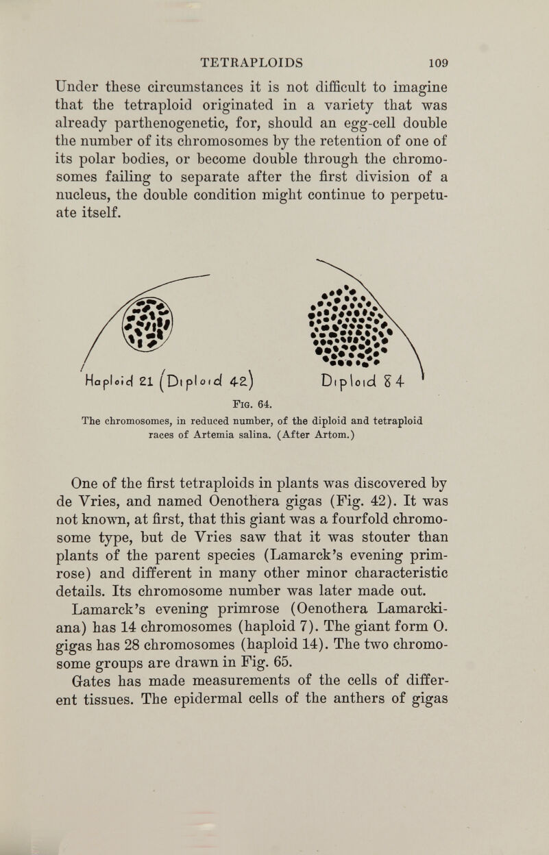 TETRAPLOIDS 109 Under these circumstances it is not difficult to imagine that the tetraploid originated in a variety that was already parthenogenetic, for, should an egg-cell double the number of its chromosomes by the retention of one of its polar bodies, or become double through the chromo¬ somes failing to separate after the first division of a nucleus, the double condition might continue to perpetu¬ ate itself. Haploid 21 ^Dtplö'cl 4-2.) Fig. 64. The chromosomes, in reduced number, of the diploid and tetraploid races of Artemia salina. (After Artom.) One of the first tetraploids in plants was discovered by de Vries, and named Oenothera gigas (Fig. 42). It was not known, at first, that this giant was a fourfold chromo¬ some type, but de Vries saw that it was stouter than plants of the parent species (Lamarck's evening prim¬ rose) and different in many other minor characteristic details. Its chromosome number was later made out. Lamarck's evening primrose (Oenothera Lamarcki- ana) has 14 chromosomes (haploid 7). The giant form 0. gigas has 28 chromosomes (haploid 14). The two chromo¬ some groups are drawn in Fig. 65. Gates has made measurements of the cells of differ¬ ent tissues. The epidermal cells of the anthers of gigas