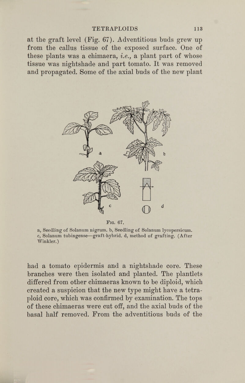 TETRAPLOIDS 113 at the graft level (Fig. 67). Adventitious buds grew up from the callus tissue of the exposed surface. One of these plants was a chimaera, i.e., a plant part of whose tissue was nightshade and part tomato. It was removed and propagated. Some of the axial buds of the new plant Fig. 67. a, Seedling of Solanum nigrum, b, Seedling of Solanum lycopersicum. c, Solanum tubingense—graft-bybrid. d, method of grafting. (After Winkler.) had a tomato epidermis and a nightshade core. These branches were then isolated and planted. The plantlets differed from other chimaeras known to be diploid, which created a suspicion that the new type might have a tetra- ploid core, which was confirmed by examination. The tops of these chimaeras were cut off, and the axial buds of the basal half removed. From the adventitious buds of the