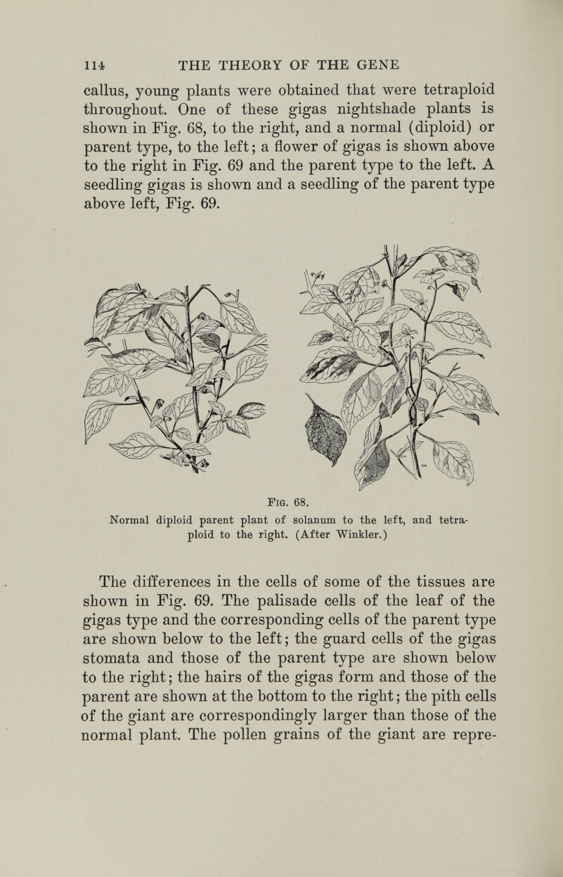 114 THE THEORY OF THE GENE callus, young plants were obtained that were tetraploid throughout. One of these gigas nightshade plants is shown in Fig. 68, to the right, and a normal (diploid) or parent type, to the left ; a flower of gigas is shown above to the right in Fig. 69 and the parent type to the left. A seedling: efigfas is shown and a seedling of the parent type above left, Fig. 69. Fig. 68. Normal diploid parent plant of Solanum to the left, and tetra¬ ploid to the right. (After Winkler.) The differences in the cells of some of the tissues are shown in Fig. 69. The palisade cells of the leaf of the gigas type and the corresponding cells of the parent type are shown below to the left ; the guard cells of the gigas stornata and those of the parent type are shown below to the right ; the hairs of the gigas form and those of the parent are shown at the bottom to the right ; the pith cells of the giant are correspondingly larger than those of the normal plant. The pollen grains of the giant are repre-