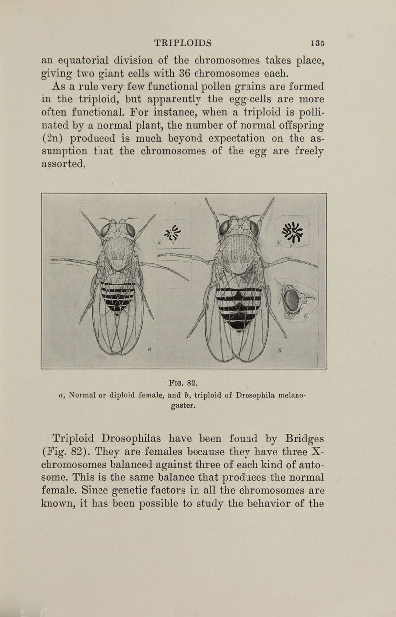 TRIPLOIDS 135 an equatorial division of the chromosomes takes place, giving two giant cells Avith 36 chromosomes each. As a rule very few functional pollen grains are formed in the triploid, but apparently the egg-cells are more often functional. For instance, when a triploid is polli¬ nated by a normal plant, the number of normal offspring (2n) produced is much beyond expectation on the as¬ sumption that the chromosomes of the egg are freely assorted. Fig. 82. a, Normal or diploid female, and b, triploid of Drosophila melano- gaster. Triploid Drosophilas have been found by Bridges (Fig. 82). They are females because they have three X- chromosomes balanced against three of each kind of auto¬ some. This is the same balance that produces the normal female. Since genetic factors in all the chromosomes are known, it has been possible to study the behavior of the
