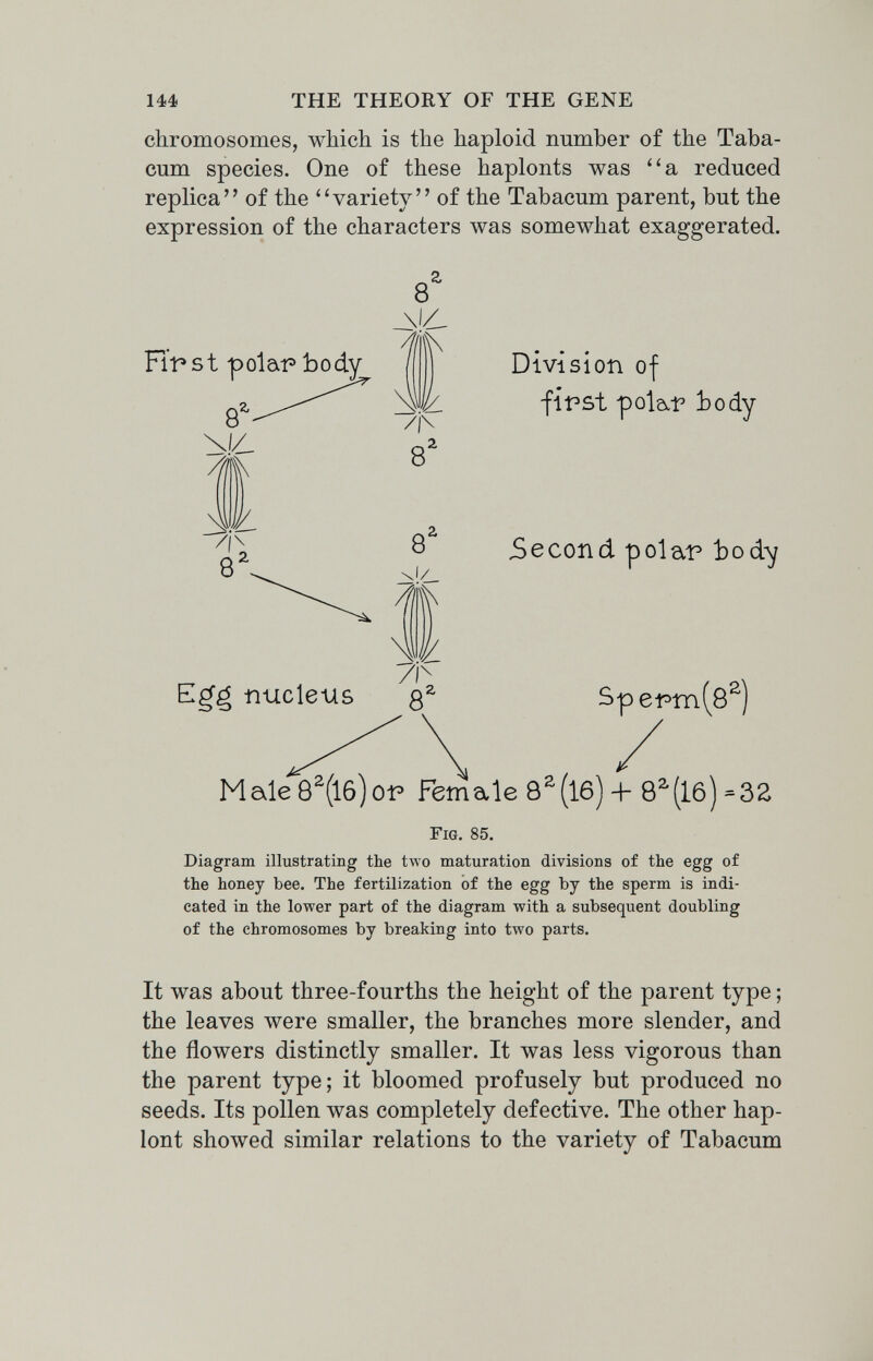 144 THE THEORY OF THE GENE chromosomes, which is the haploid number of the Taba- cum species. One of these haplonts was el reduced replica of the ''variety of the Tabacum parent, but the expression of the characters was somewhat exaggerated. First poleii? body Egg nucleus Division of first pûle.1? body Second polar body S perm (8^) Male8^(l6)or Female 8^(l6) + 8^(16) Fig. 85. Diagram illustrating the two maturation divisions of the egg of the honey bee. The fertilization of the egg by the sperm is indi¬ cated in the lower part of the diagram with a subsequent doubling of the chromosomes by breaking into two parts. It was about three-fourths the height of the parent type ; the leaves were smaller, the branches more slender, and the flowers distinctly smaller. It was less vigorous than the parent type; it bloomed profusely but produced no seeds. Its pollen was completely defective. The other hap- lont showed similar relations to the variety of Tabacum J