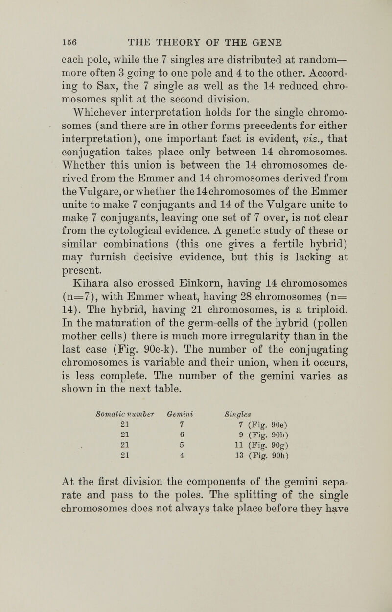 156 THE THEORY OF THE GENE each pole, while the 7 singles are distributed at random—• more often 3 going to one pole and 4 to the other. Accord¬ ing to Sax, the 7 single as well as the 14 reduced chro¬ mosomes split at the second division. Whichever interpretation holds for the single chromo¬ somes (and there are in other forms precedents for either interpretation), one important fact is evident, viz., that conjugation takes place only between 14 chromosomes. Whether this union is between the 14 chromosomes de¬ rived from the Emmer and 14 chromosomes derived from the Vulgare, or whether the 14 chromosomes of the Emmer unite to make 7 conjugante and 14 of the Vulgare unite to make 7 conjugante, leaving one set of 7 over, is not clear from the cytological evidence. A genetic study of these or similar combinations (this one gives a fertile hybrid) may furnish decisive evidence, but this is lacking at present. Kihara also crossed Einkorn, having 14 chromosomes (n=7), with Emmer wheat, having 28 chromosomes (n=: 14). The hybrid, having 21 chromosomes, is a triploid. In the maturation of the germ-cells of the hybrid (pollen mother cells) there is much more irregularity than in the last case (Fig. 90e-k). The number of the conjugating chromosomes is variable and their union, when it occurs, is less complete. The number of the gemini varies as shown in the next table. At the first division the components of the gemini sepa¬ rate and pass to the poles. The splitting of the single chromosomes does not always take place before they have Somatic number 21 21 21 21 Gemini 7 6 5 4 Singles 7 (Fig. 90e) 9 (Fig. 90b) 11 (Fig. 90g) 13 (Fig. 90h)