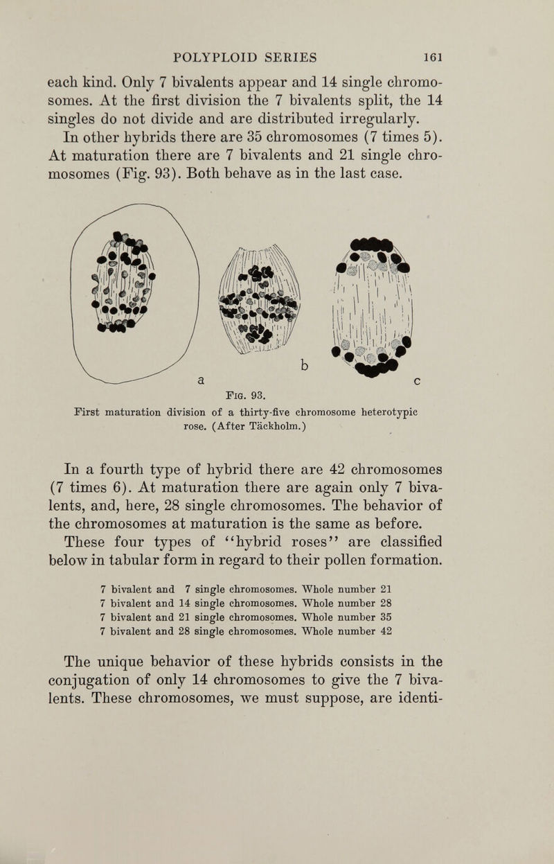 POLYPLOID SERIES 161 each kind. Only 7 bivalents appear and 14 single chromo¬ somes. At the first division the 7 bivalents split, the 14 singles do not divide and are distributed irregularly. In other hybrids there are 35 chromosomes (7 times 5). At maturation there are 7 bivalents and 21 single chro¬ mosomes (Fig. 93). Both behave as in the last case. Fig. 93, i' I ,1! * 'ii'l'îï, Hi) 4 ^43 W1 '.fJ ¿•лУ First maturation division of a thirty-five chromosome heterotypic rose. (After Täckholm.) In a fourth type of hybrid there are 42 chromosomes (7 times 6). At maturation there are again only 7 biva¬ lents, and, here, 28 single chromosomes. The behavior of the chromosomes at maturation is the same as before. These four types of ''hybrid roses are classified below in tabular form in regard to their pollen formation. 7 bivalent and 7 single chromosomes. Whole number 21 7 bivalent and 14 single chromosomes. Whole number 28 7 bivalent and 21 single chromosomes. Whole number 35 7 bivalent and 28 single chromosomes. Whole number 42 The unique behavior of these hybrids consists in the conjugation of only 14 chromosomes to give the 7 biva¬ lents. These chromosomes, we must suppose, are identi-