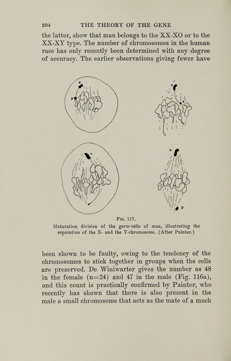 204 THE THEORY OF THE GENE the latter, show that man belongs to the XX-XO or to the XX-XY type. The number of chromosomes in the human race has only recently been determined with any degree of accuracy. The earlier observations giving fewer have Maturation division of the germ-cells of man, illustrating the separation of the X- and the Y-chromosome. (After Painter.) been shown to be faulty, owing to the tendency of the chromosomes to stick together in groups when the cells are preserved. De Winiwarter gives the number as 48 in the female (n=24) and 47 in the male (Fig. 116a), and this count is practically confirmed by Painter, who recently has shown that there is also present in the male a small chromosome that acts as the mate of a much Гш. 117.