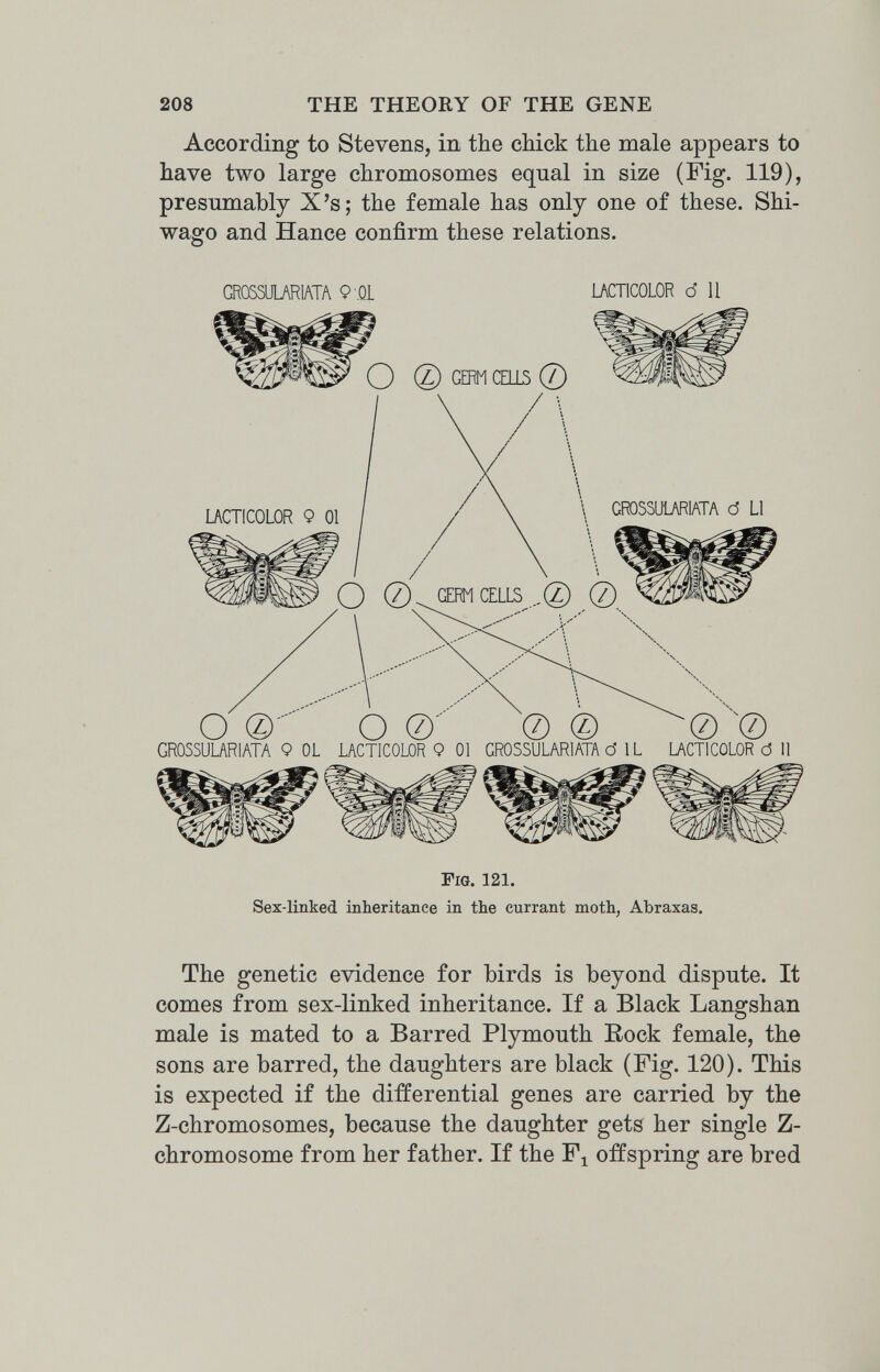 208 THE THEORY OF THE GENE According to Stevens, in the cMck the male appears to have two large chromosomes equal in size (Fig. 119), presumably X's; the female has only one of these. Shi- wago and Hance confirm these relations. GR0SSUU\R1ATA P'.QL LACTICOLOR d 11 GERM CELLS © LACTICOLOR 9 01 \ СГО53иШ1АТЛ Ö LI Q GERM CELLS ® О ® О ©' '© ® ~0 GROSSULARIATA 9 OL LACTICOLOR 9 01 CROSSULARIATA d 1L LACTICOLOR d 11 Fig. 121. Sex-linked inheritance in the currant moth, Abraxas. The genetic evidence for birds is beyond dispute. It comes from sex-linked inheritance. If a Black Langshan male is mated to a Barred Plymouth Bock female, the sons are barred, the daughters are black (Fig. 120). This is expected if the differential genes are carried by the Z-chromosomes, because the daughter gets her single Z- chromosome from her father. If the F^ offspring are bred