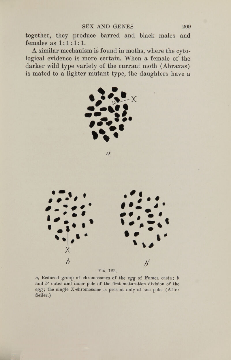 SEX AND GENES 209 together, they produce barred and black males and females as 1:1:1:1. A similar mechanism is found in moths, where the cyto- logical evidence is more certain. When a female of the darker mid type variety of the currant moth (Abraxas) is mated to a lighter mutant type, the daughters have a a ' ^ m % • .f* • X Г ^ Ô' Fig. 122. а, Eeduced group of chromosomes of the egg of Fumea casta; Ъ and Ъ' outer and inner pole of the first maturation division of the egg; the single X-chromosome is present only at one pole. (After Seiler.)