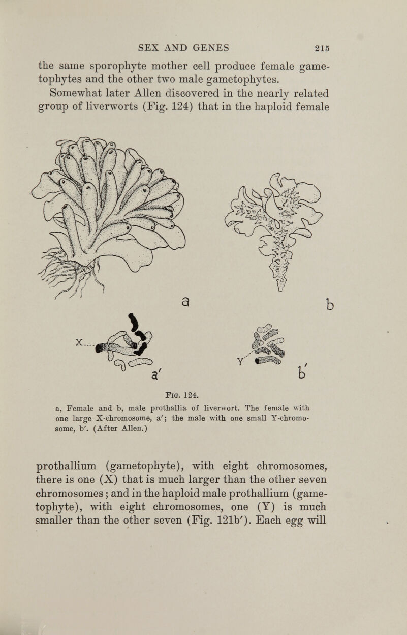 SEX AND GENES 215 the same sporophyte mother cell produce female game- tophytes and the other two male gametophytes. Somewhat later Allen discovered in the nearly related group of liverworts (Fig. 124) that in the haploid female Y' b' Fig. 124. a, Female and b, male prothallia of liverwort. The female with one large X-chromosome, a'; the male with one small Y-chromo- some, b'. (After Allen.) prothallium (gametophyte), with eight chromosomes, there is one (X) that is much larger than the other seven chromosomes ; and in the haploid male prothallium (game¬ tophyte), with eight chromosomes, one (Y) is much smaller than the other seven (Fig. 121b'). Each egg wül