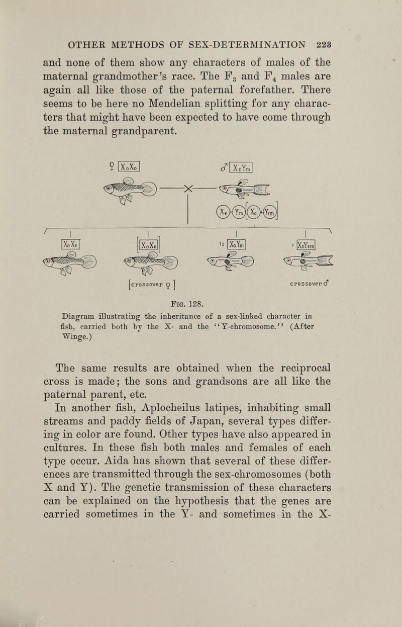 OTHER METHODS OF SEX-DETERMINATION 223 and none of them show any characters of males of the maternal grandmother's race. The Fg and F4 males are again all like those of the paternal forefather. There seems to be here no Mendelian splitting for any charac¬ ters that might have been expected to have come through the maternal grandparent. crossover ( Fig. 128. Diagram illustrating the inheritance of a sex-linked character in fish, carried both by the X- and the Y-chromosome.  (After Winge.) The same results are obtained when the reciprocal cross is made; the sons and grandsons are all like the paternal parent, etc. In another fish, Aplocheilus latipes, inhabiting small streams and paddy fields of Japan, several types differ¬ ing in color are found. Other types have also appeared in cultures. In these fish both males and females of each type occur. Aida has shown that several of these differ¬ ences are transmitted through the sex-chromosomes (both X and Y). The genetic transmission of these characters can be explained on the hypothesis that the genes are carried sometimes in the Y- and sometimes in the X-