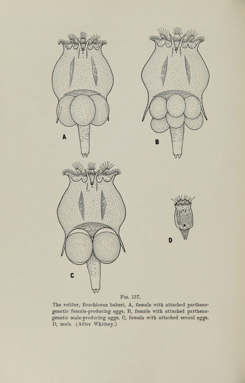 Fig. 137. The rotifer, Brachionus bakeri. A, female with attached partheno genetic female-producing eggs. B, female with attached partheno genetic male-producing eggs. C, female with attached sexual eggs D, male. (After Whitney.)