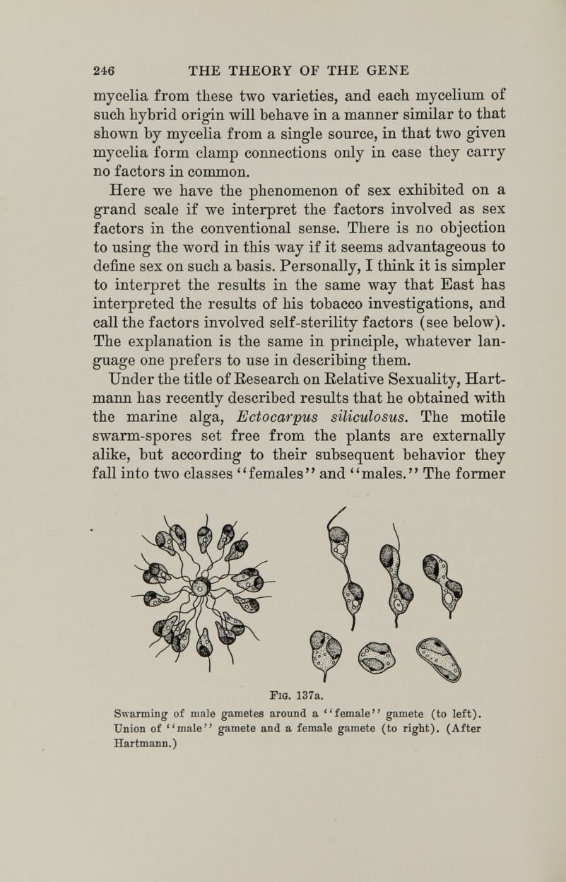 246 THE THEORY OF THE GENE mycelia from these two varieties, and each шусеИшп of such hybrid origin will behave in a manner similar to that shown by mycelia from a single source, in that two given mycelia form clamp connections only in case they carry no factors in common. Here we have the phenomenon of sex exhibited on a grand scale if we interpret the factors involved as sex factors in the conventional sense. There is no objection to using the word in this way if it seems advantageous to define sex on such a basis. Personally, I think it is simpler to interpret the results in the same way that East has interpreted the results of his tobacco investigations, and call the factors involved self-sterility factors (see below). The explanation is the same in principle, whatever lan¬ guage one prefers to use in describing them. Under the title of Eesearch on Relative Sexuality, Hart¬ mann has recently described results that he obtained with the marine alga, Ectocarpus siliculosus. The motile swarm-spores set free from the plants are externally alike, but according to their subsequent behavior they fall into two classes ''females and ''males. The former Fig. 137a. Swarming of male gametes around a female gamete (to left). Union of male gamete and a female gamete (to right). (After Hartmann.)