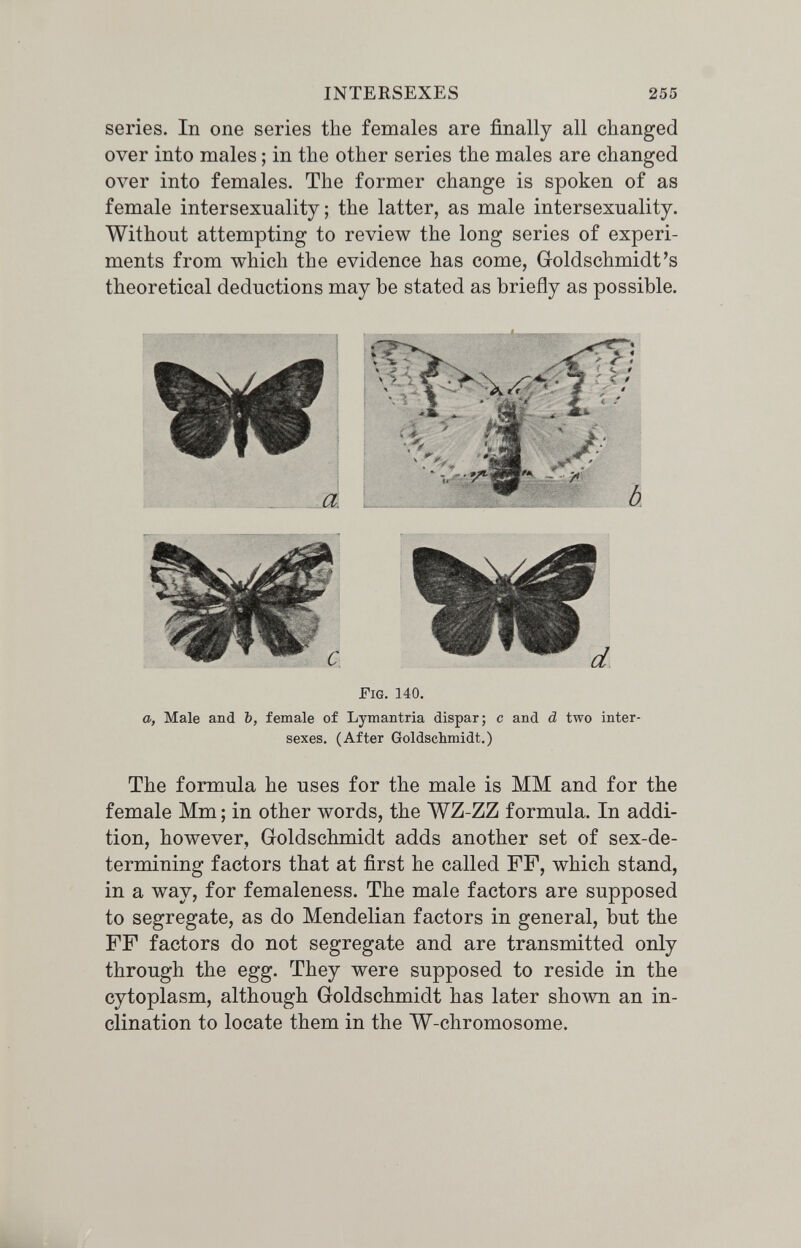 INTERSEXES 255 series. In one series the females are finally all changed over into males ; in the other series the males are changed over into females. The former change is spoken of as female intersexnality ; the latter, as male intersexuality. Without attempting to review the long series of experi¬ ments from which the evidence has come, Groldschmidt's theoretical deductions may be stated as briefly as possible. Fig, 140. a, Male and Ъ, female of Lymantria dispar; с and d two inter¬ sexes. (After Goldschmidt.) The formula he uses for the male is MM and for the female Mm ; in other words, the AVZ-ZZ formula. In addi¬ tion, however, Goldschmidt adds another set of sex-de¬ termining factors that at first he called FF, which stand, in a way, for femaleness. The male factors are supposed to segregate, as do Mendelian factors in general, but the FF factors do not segregate and are transmitted only through the egg. They were supposed to reside in the cytoplasm, although Goldschmidt has later shown an in¬ clination to locate them in the W-chromosome.