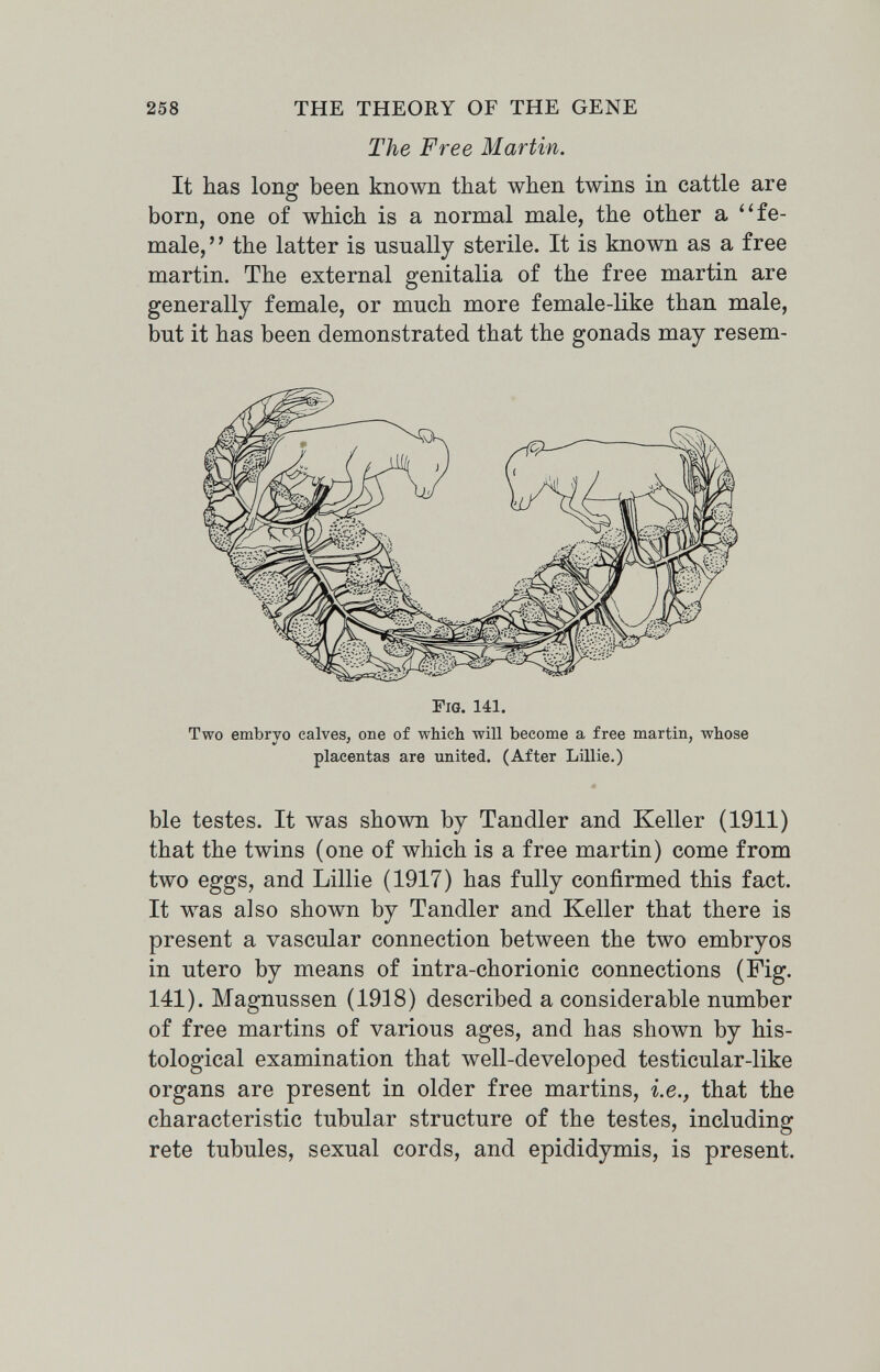 258 THE THEORY OF THE GENE The Free Martin. It has long been known that when twins in cattle are born, one of which is a normal male, the other a ''fe¬ male, ' ' the latter is usually sterile. It is known as a free martin. The external genitalia of the free martin are generally female, or much more female-like than male, but it has been demonstrated that the gonads may resem- Two embryo calves, one of which will become a free martin, whose placentas are united. (After Lülie.) ble testes. It was shown by Tandler and Keller (1911) that the twins (one of which is a free martin) come from two eggs, and Lillie (1917) has fully confirmed this fact. It was also shown by Tandler and Keller that there is present a vascular connection between the two embryos in utero by means of intra-chorionic connections (Fig. 141). Magnussen (1918) described a considerable number of free martins of various ages, and has shown by his¬ tological examination that well-developed testicular-like organs are present in older free martins, i.e., that the characteristic tubular structure of the testes, including rete tubules, sexual cords, and epididymis, is present. Fia. 141.