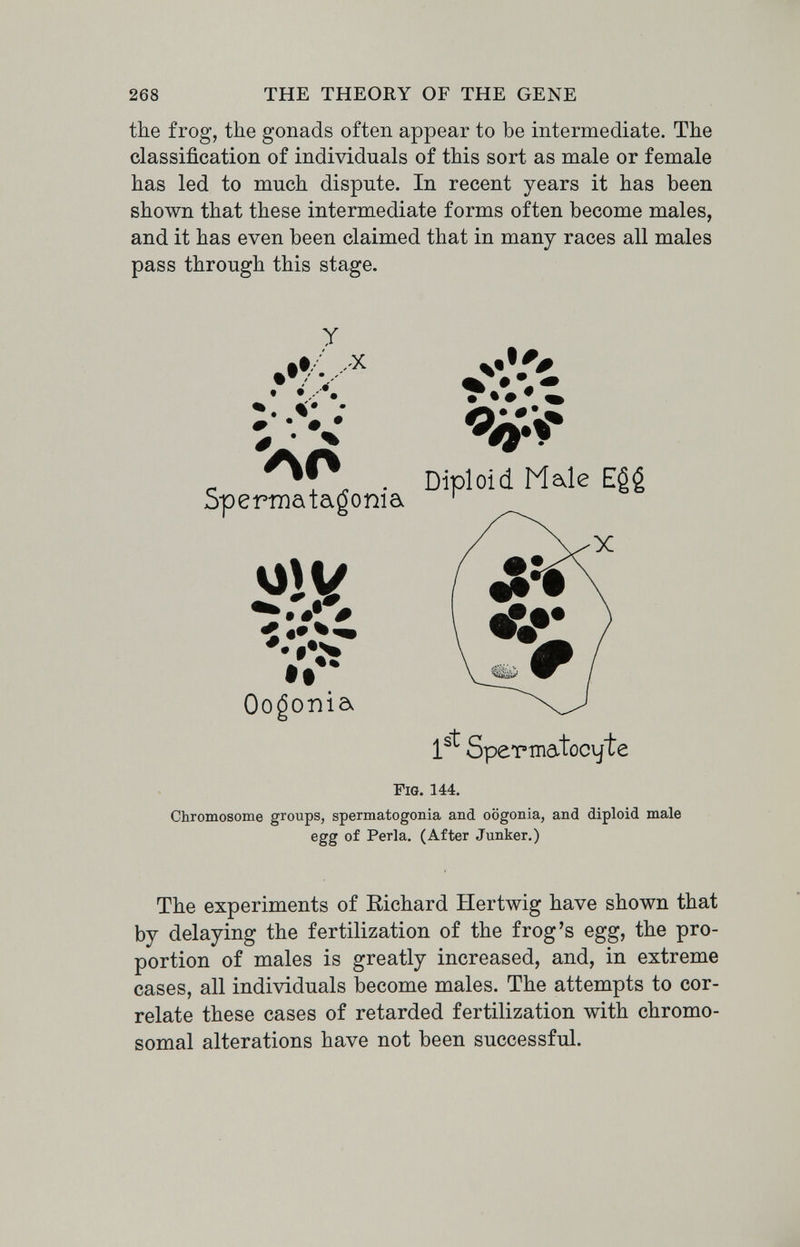 268 THE THEORY OF THE GENE the frog, the gonads often appear to be intermediate. The classification of individuals of this sort as male or female has led to much dispute. In recent years it has been shown that these intermediate forms often become males, and it has even been claimed that in many races all males pass through this stage. Chromosome groups, spermatogonia and oögonia, and diploid male egg of Perla. (After Junker.) The experiments of Richard Hertwig have shown that by delaying the fertilization of the frog's egg, the pro¬ portion of males is greatly increased, and, in extreme cases, all individuals become males. The attempts to cor¬ relate these cases of retarded fertilization with chromo¬ somal alterations have not been successful. Fig. 144.
