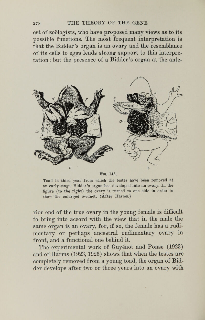 278 THE THEORY OF THE GENE est of zoologists, who have proposed many views as to its possible functions. The most frequent interpretation is that the Bidder's organ is an ovary and the resemblance of its cells to eggs lends strong support to this interpre¬ tation; but the presence of a Bidder's organ at the ante- a b Fig. 148. Toad in third year from which the testes have been removed at an early stage. Bidder's organ has developed into an ovary. In the figure (to the right) the ovary is turned to one side in order to show the enlarged oviduct. (After Harms.) rior end of the true ovary in the young female is difficult to bring into accord with the view that in the male the same organ is an ovary, for, if so, the female has a rudi¬ mentary or perhaps ancestral rudimentary ovary in front, and a functional one behind it. The experimental work of Guyénot and Ponse (1923) and of Harms (1923,1926) shows that when the testes are completely removed from a young toad, the organ of Bid¬ der develops after two or three years into an ovary with