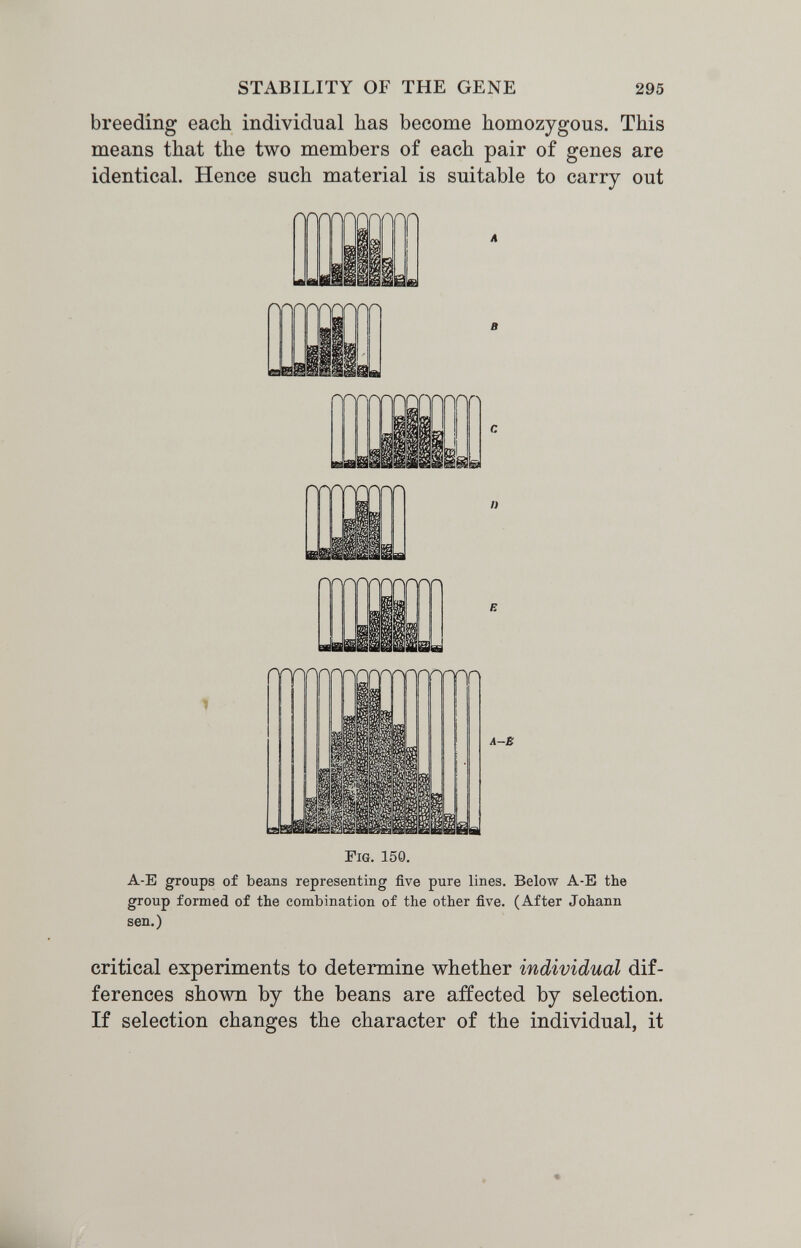 STABILITY OF THE GENE 295 breeding each individual has become homozygous. This means that the two members of each pair of genes are identical. Hence such material is suitable to carry out m Л-В Fig. 150. A-E groups of beans representing five pure lines. Below A-E the group formed of the combination of the other five. (After Johann sen.) critical experiments to determine whether individual dif¬ ferences sho\\m by the beans are affected by selection. If selection changes the character of the individual, it