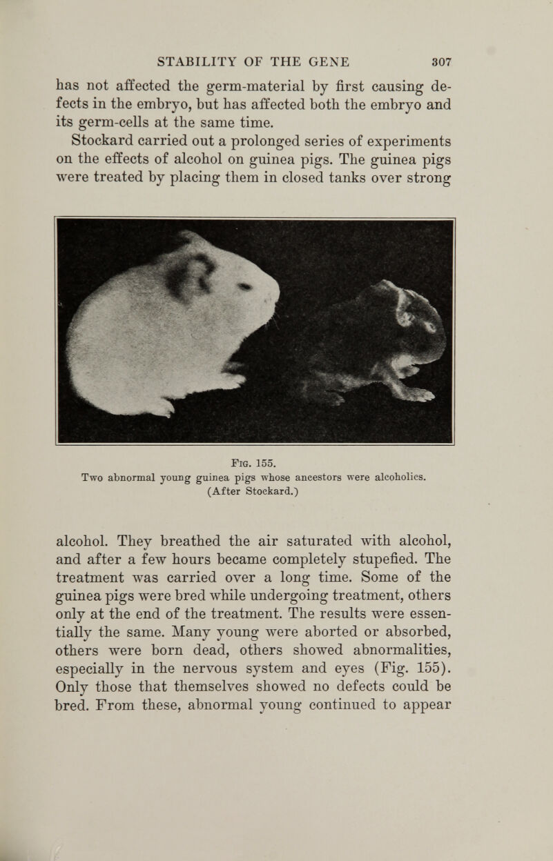 STABILITY OF THE GENE 307 has not affected the germ-material by first causing de¬ fects in the embryo, but has affected both the embryo and its germ-cells at the same time. Stockard carried out a prolonged series of experiments on the effects of alcohol on guinea pigs. The guinea pigs were treated by placing them in closed tanks over strong Fig. 155. Two abnormal young guinea pigs whose ancestors were alcoholics. (After Stockard.) alcohol. They breathed the air saturated with alcohol, and after a few hours became completely stupefied. The treatment was carried over a long time. Some of the guinea pigs were bred while undergoing treatment, others only at the end of the treatment. The results were essen¬ tially the same. Many young луеге aborted or absorbed, others were born dead, others showed abnormalities, especially in the nervous system and eyes (Fig. 155). Only those that themselves showed no defects could be bred. From these, abnormal young continued to appear