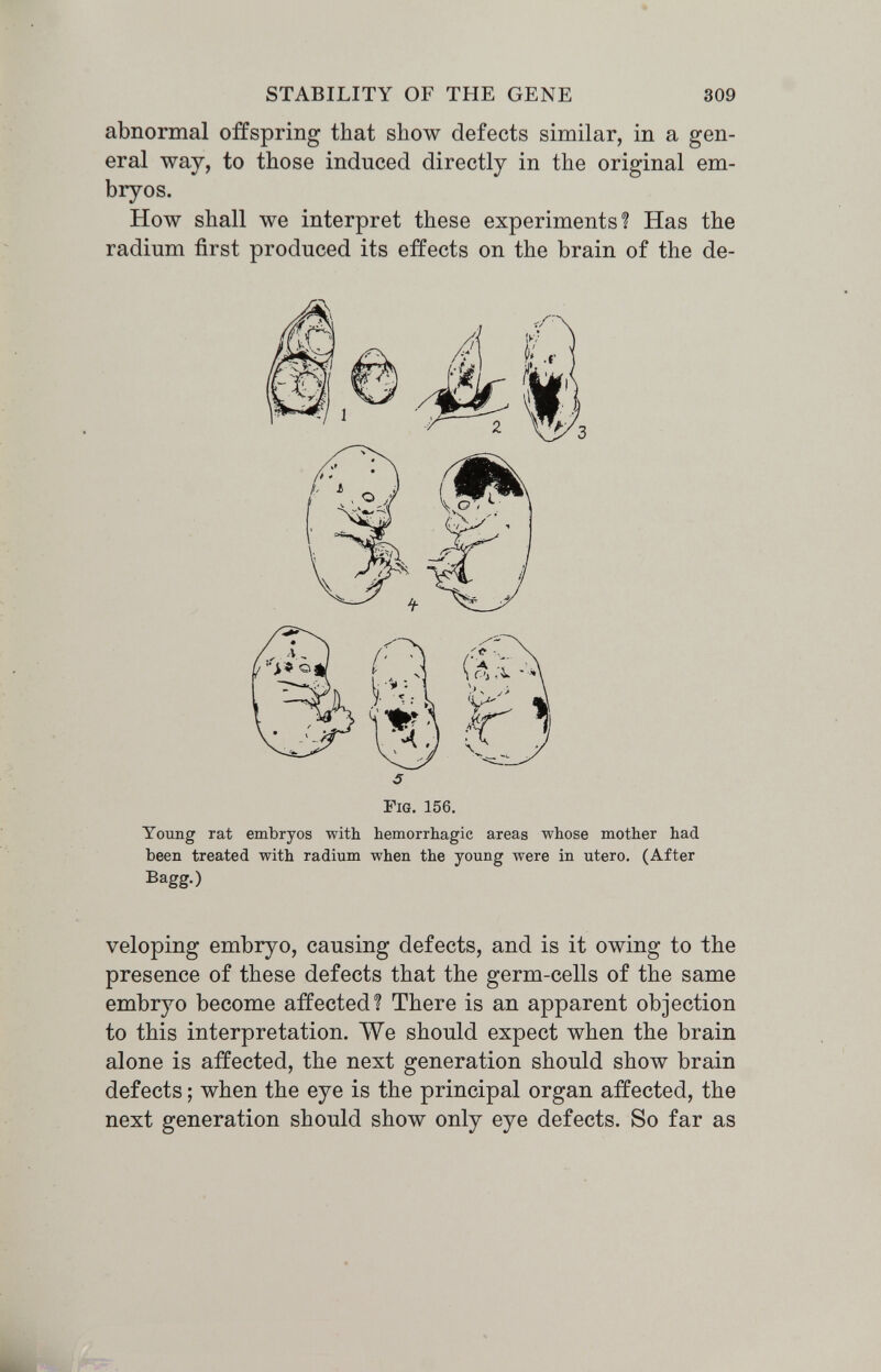 STABILITY OF THE GENE 309 abnormal offspring that show defects similar, in a gen¬ eral way, to those induced directly in the original em¬ bryos. How shall we interpret these experiments? Has the radium first produced its effects on the brain of the de- Young rat embryos with hemorrhagic areas whose mother had been treated with radium when the young were in utero. (After veloping embryo, causing defects, and is it owing to the presence of these defects that the germ-cells of the same embryo become affected? There is an apparent objection to this interpretation. We should expect when the brain alone is affected, the next generation should show brain defects ; when the eye is the principal organ affected, the next generation should show only eye defects. So far as ó Fig. 156. Bagg.)