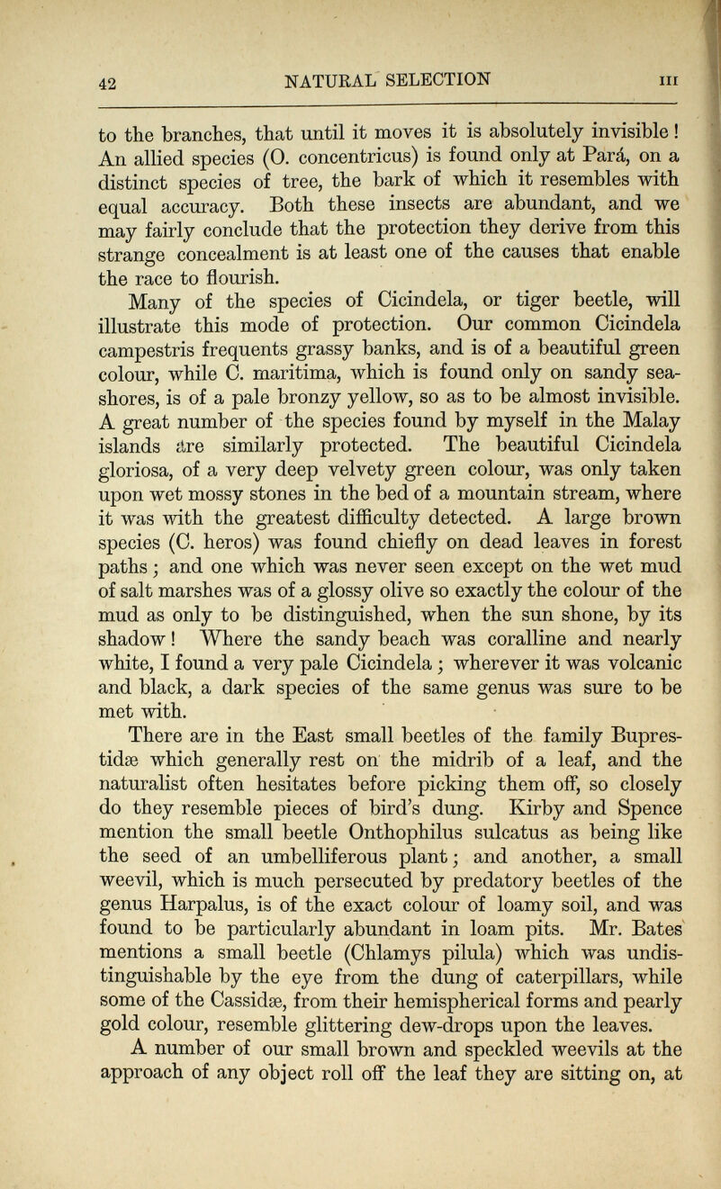 42 NATURAL SELECTION III to the branches, that until it moves it is absolutely invisible ! An allied species (0. concentricus) is found only at Pará, on a distinct species of tree, the bark of which it resembles with equal accuracy. Both these insects are abundant, and we may fairly conclude that the protection they derive from this strange concealment is at least one of the causes that enable the race to flourish. Many of the species of Cicindela, or tiger beetle, will illustrate this mode of protection. Our common Cicindela campestris frequents grassy banks, and is of a beautiful green colour, while 0. maritima, \vhich is found only on sandy sea¬ shores, is of a pale bronzy yellow, so as to be almost invisible. A great number of the species found by myself in the Malay islands iire similarly protected. The beautiful Cicindela gloriosa, of a very deep velvety green colour, was only taken upon wet mossy stones in the bed of a mountain stream, where it was with the greatest difíiculty detected. A large brown species (0. heros) was found chiefly on dead leaves in forest paths ; and one which was never seen except on the wet mud of salt marshes was of a glossy olive so exactly the colour of the mud as only to be distinguished, when the sun shone, by its shadow ! Where the sandy beach was coralline and nearly white, I found a very pale Cicindela ; wherever it was volcanic and black, a dark species of the same genus was sure to be met with. There are in the East small beetles of the family Bupres- tidee which generally rest on the midrib of a leaf, and the naturalist often hesitates before picking them ofl, so closely do they resemble pieces of bird's dung. Kirby and Spence mention the small beetle Onthophilus sulcatus as being like the seed of an umbelliferous plant; and another, a small weevil, which is much persecuted by predatory beetles of the genus Harpalus, is of the exact colour of loamy soil, and was found to be particularly abundant in loam pits. Mr. Bates mentions a small beetle (Chlamys pilula) Avhich was undis- tinguishable by the eye from the dung of caterpillars, while some of the Cassidse, from their hemispherical forms and pearly gold colour, resemble glittering dew-drops upon the leaves. A number of our small brown and speckled weevils at the approach of any object roll off the leaf they are sitting on, at