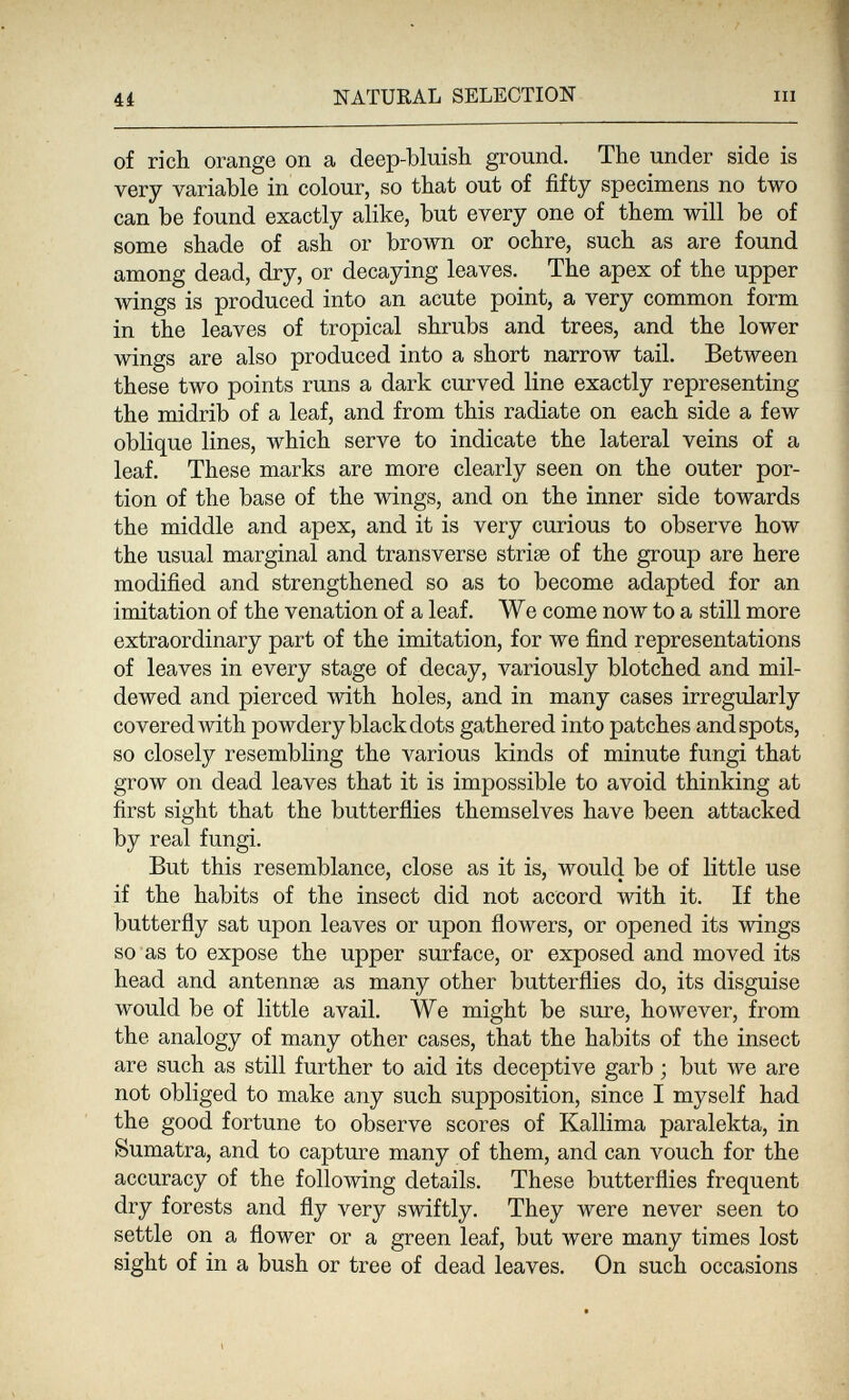 и NATURAL SELECTION III of rich orange on a deep-bluish ground. The under side is very variable in colour, so that out of fifty specimens no two can be found exactly alike, but every one of them will be of some shade of ash or brown or ochre, such as are found among dead, dry, or decaying leaves. The apex of the upper wings is produced into an acute point, a very common form in the leaves of tropical shrubs and trees, and the lower wings are also produced into a short narrow tail. Between these two points runs a dark curved line exactly representing the midrib of a leaf, and from this radiate on each side a few oblique lines, which serve to indicate the lateral veins of a leaf. These marks are more clearly seen on the outer por¬ tion of the base of the wings, and on the inner side towards the middle and apex, and it is very curious to observe how the usual marginal and transverse striae of the group are here modified and strengthened so as to become adapted for an imitation of the venation of a leaf. We come now to a still more extraordinary part of the imitation, for we find representations of leaves in every stage of decay, variously blotched and mil¬ dewed and pierced with holes, and in many cases irregularly covered with powdery black dots gathered into patches and spots, so closely resembling the various kinds of minute fungi that grow on dead leaves that it is impossible to avoid thinking at first sight that the butterflies themselves have been attacked by real fungi. But this resemblance, close as it is, would be of little use if the habits of the insect did not accord with it. If the butterfly sat upon leaves or upon flowers, or opened its wings so as to expose the upper surface, or exposed and moved its head and antennse as many other butterflies do, its disguise would be of little avail. We might be sure, however, from the analogy of many other cases, that the habits of the insect are such as still further to aid its deceptive garb ; but we are not obliged to make any such supposition, since I myself had the good fortune to observe scores of Kallima paralekta, in Sumatra, and to capture many of them, and can vouch for the accuracy of the following details. These butterflies frequent dry forests and fly very swiftly. They were never seen to settle on a flower or a green leaf, but were many times lost sight of in a bush or tree of dead leaves. On such occasions