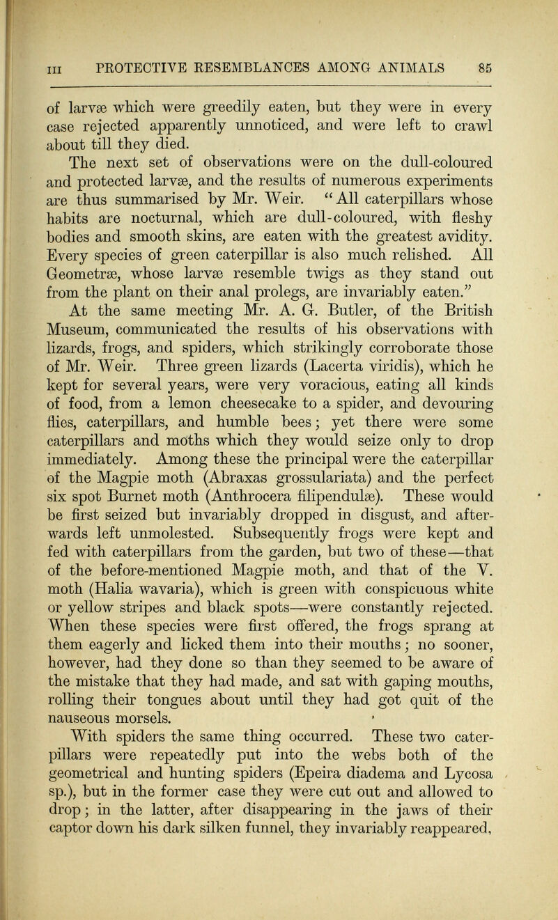 PROTECTIVE RESEMBLANCES AMONG ANIMALS 85 of larvae which were greedily eaten, but they were in every case rejected apparently unnoticed, and were left to crawl about till they died. The next set of observations were on the dull-coloured and protected larvae, and the results of numerous experiments are thus summarised by Mr, Weir. All caterpillars whose habits are nocturnal, which are dull-coloured, with fleshy bodies and smooth skins, are eaten with the greatest avidity. Every species of green caterpillar is also much relished. All Geometrse, whose larvae resemble twigs as they stand out from the plant on their anal prolegs, are invariably eaten. At the same meeting Mr. A. G. Butler, of the British Museum, communicated the results of his observations with lizards, frogs, and spiders, which strikingly corroborate those of Mr. Weir. Three green lizards (Lacerta viridis), which he kept for several years, were very voracious, eating all kinds of food, from a lemon cheesecake to a spider, and devouring flies, caterpillars, and humble bees; yet there were some caterpillars and moths which they would seize only to drop immediately. Among these the principal were the caterpillar of the Magpie moth (Abraxas grossulariata) and the perfect six spot Burnet moth (Anthrocera ñlipendulae). These would be first seized but invariably dropped in disgust, and after¬ wards left unmolested. Subsequently frogs were kept and fed with caterpillars from the garden, but two of these—that of the before-mentioned Magpie moth, and that of the V. moth (Halia wavaria), which is green with conspicuous white or yellow stripes and black spots—were constantly rejected. When these species were first offered, the frogs sprang at them eagerly and licked them into their mouths ; no sooner, however, had they done so than they seemed to be aware of the mistake that they had made, and sat with gaping mouths, rolling their tongues about until they had got quit of the nauseous morsels. With spiders the same thing occurred. These two cater¬ pillars were repeatedly put into the webs both of the geometrical and hunting spiders (Epeira diadema and Lycosa sp.), but in the former case they were cut out and allowed to drop ; in the latter, after disappearing in the jaws of their captor down his dark silken funnel, they invariably reappeared,