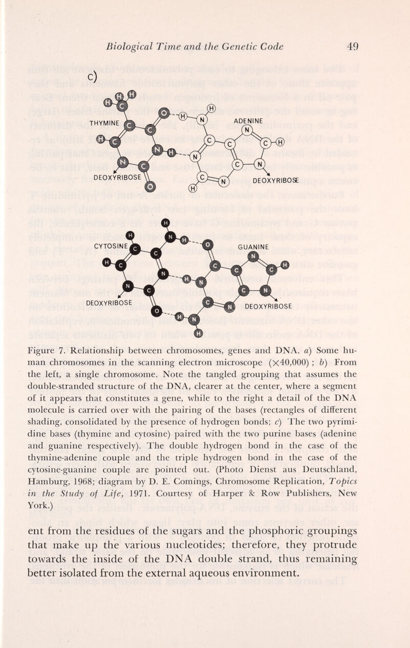 Biological Time and the Genetic Code 49 c) Figure 7. Relationship between chromosomes, genes and DNA. a) Some hu¬ man chromosomes in the scanning electron microscope (x40,000) ; b) From the left, a single chromosome. Note the tangled grouping that assumes the double-stranded structure of the DNA, clearer at the center, where a segment of it appears that constitutes a gene, while to the right a detail of the DNA molecule is carried over with the pairing of the bases (rectangles of different shading, consolidated by the presence of hydrogen bonds; c) The two pyrimi- dine bases (thymine and cytosine) paired with the two purine bases (adenine and guanine respectively). The double hydrogen bond in the case of the thymine-adenine couple and the triple hydrogen bond in the case of the cytosine-guanine couple are pointed out. (Photo Dienst aus Deutschland, Hamburg, 1968; diagram by D. E. Comings, Chromosome Replication, Topics in the Study of Life, 1971. Courtesy of Harper & Row Publishers, New York.) ent from the residues of the sugars and the phosphoric groupings that make up the various nucleotides; therefore, they protrude towards the inside of the DNA double strand, thus remaining better isolated from the external aqueous environment.