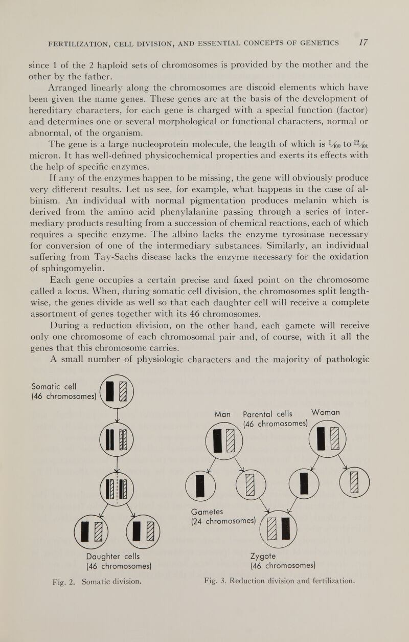 FERTILIZATION, CELL DIVISION, AND ESSENTIAL CONCEPTS OF GENETICS 17 since 1 of the 2 haploid sets of chromosomes is provided by the mother and the other by the father. Arranged linearly along the chromosomes are discoid elements which have been given the name genes. These genes are at the basis of the development of hereditary characters, for each gene is charged with a special function (factor) and determines one or several morphological or functional characters, normal or abnormal, of the organism. The gene is a large nucleoprotein molecule, the length of which is ^/foo to micron. It has well-defined physicochemical properties and exerts its effects with the help of specific enzymes. If any of the enzymes happen to be missing, the gene will obviously produce very different results. Let us see, for example, what happens in the case of al¬ binism. An individual with normal pigmentation produces melanin which is derived from the amino acid phenylalanine passing through a series of inter¬ mediary products resulting from a succession of chemical reactions, each of which requires a specific enzyme. The albino lacks the enzyme tyrosinase necessary for conversion of one of the intermediary substances. Similarly, an individual suffering from Tay-Sachs disease lacks the enzyme necessary for the oxidation of sphingomyelin. Each gene occupies a certain precise and fixed point on the chromosome called a locus. When, during somatic cell division, the chromosomes split length¬ wise, the genes divide as well so that each daughter cell will receive a complete assortment of genes together with its 46 chromosomes. During a reduction division, on the other hand, each gamete will receive only one chromosome of each chromosomal pair and, of course, with it all the genes that this chromosome carries. A small number of physiologic characters and the majority of pathologic Somatic cell (46 chromosomes) Daughter cells (46 chromosomes) Man Parental cells Woman (46 chromosomes) Gametes (24 chromosomes) Zygote (46 chromosomes) Fig. 2. Somatic division. Fig. 3. Reduction division and fertilization.