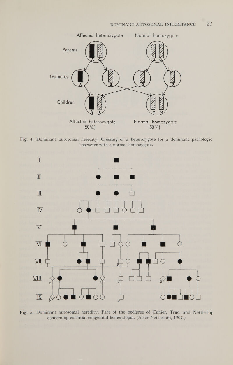 DOMINANT AUTOSOMAL INHERITANCE 21 Affected heterozygote Normal homozygote Parents Gametes Children Affected heterozygote (50%) Normal homozygote (50%) Fig. 4. Dominant autosomal heredity. Crossing of a heterozygote for a dominant pathologic character with a normal homozygote. r^.~i i ó * □ Fig. 5. Dominant autosomal heredity. Part of the pedigree of Cunier, Truc, and Nettleship concerning essential congenital hemeralopia. (After Nettleship, 1907.)