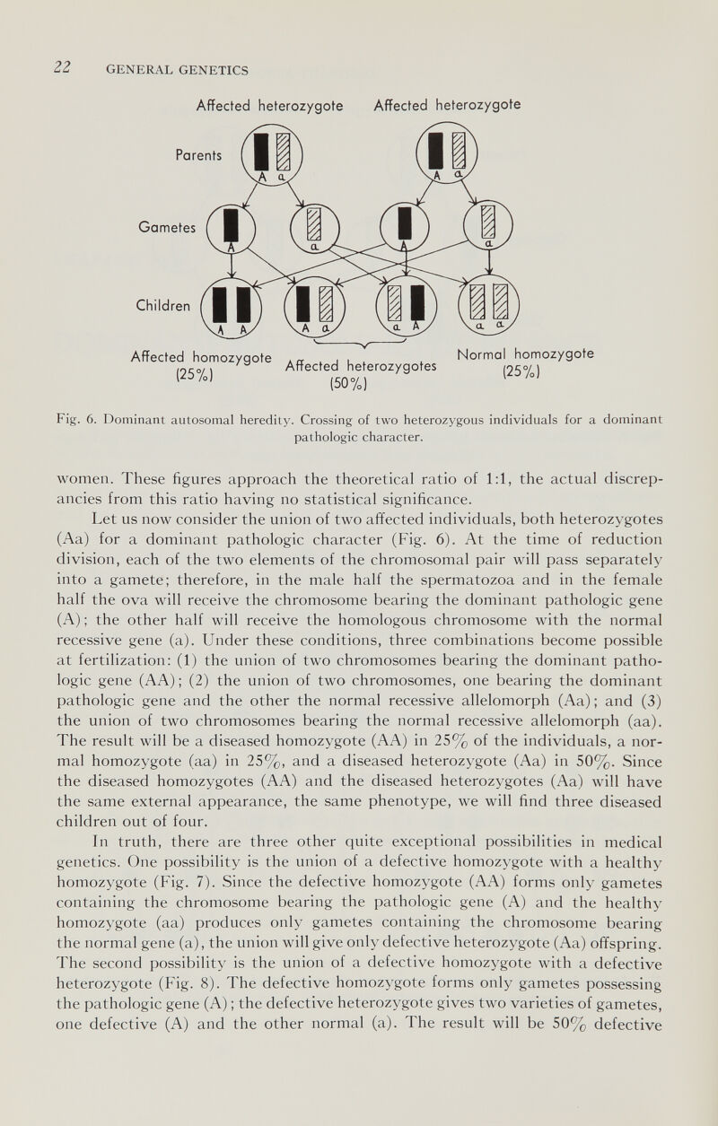 22 GENERAL GENETICS Affected heterozygote Affected heterozygote Affected heterozygotes (50%) Normal homozygote (25%) Fig. 6. Dominant autosomal heredity. Crossing of two heterozygous individuals for a dominant pathologic character. women. These figures approach the theoretical ratio of 1:1, the actual discrep¬ ancies from this ratio having no statistical significance. Let us now consider the union of two affected individuals, both heterozygotes (Aa) for a dominant pathologic character (Fig. 6). At the time of reduction division, each of the two elements of the chromosomal pair will pass separately into a gamete; therefore, in the male half the spermatozoa and in the female half the ova will receive the chromosome bearing the dominant pathologic gene (A) ; the other half will receive the homologous chromosome with the normal recessive gene (a). Under these conditions, three combinations become possible at fertilization: (1) the union of two chromosomes bearing the dominant patho¬ logic gene (AA) ; (2) the union of two chromosomes, one bearing the dominant pathologic gene and the other the normal recessive allelomorph (Aa) ; and (3) the union of two chromosomes bearing the normal recessive allelomorph (aa). The result will be a diseased homozygote (AA) in 25% of the individuals, a nor¬ mal homozygote (aa) in 25%, and a diseased heterozygote (Aa) in 50%. Since the diseased homozygotes (AA) and the diseased heterozygotes (Aa) will have the same external appearance, the same phenotype, we will find three diseased children out of four. In truth, there are three other quite exceptional possibilities in medical genetics. One possibility is the union of a defective homozygote with a healthy homozygote (Fig. 7). Since the defective homozygote (AA) forms only gametes containing the chromosome bearing the pathologic gene (A) and the healthy homozygote (aa) produces only gametes containing the chromosome bearing the normal gene (a), the union will give only defective heterozygote (Aa) offspring. The second possibility is the union of a defective homozygote with a defective heterozygote (Fig. 8). The defective homozygote forms only gametes possessing the pathologic gene (A) ; the defective heterozygote gives two varieties of gametes, one defective (A) and the other normal (a). The result will be 50% defective