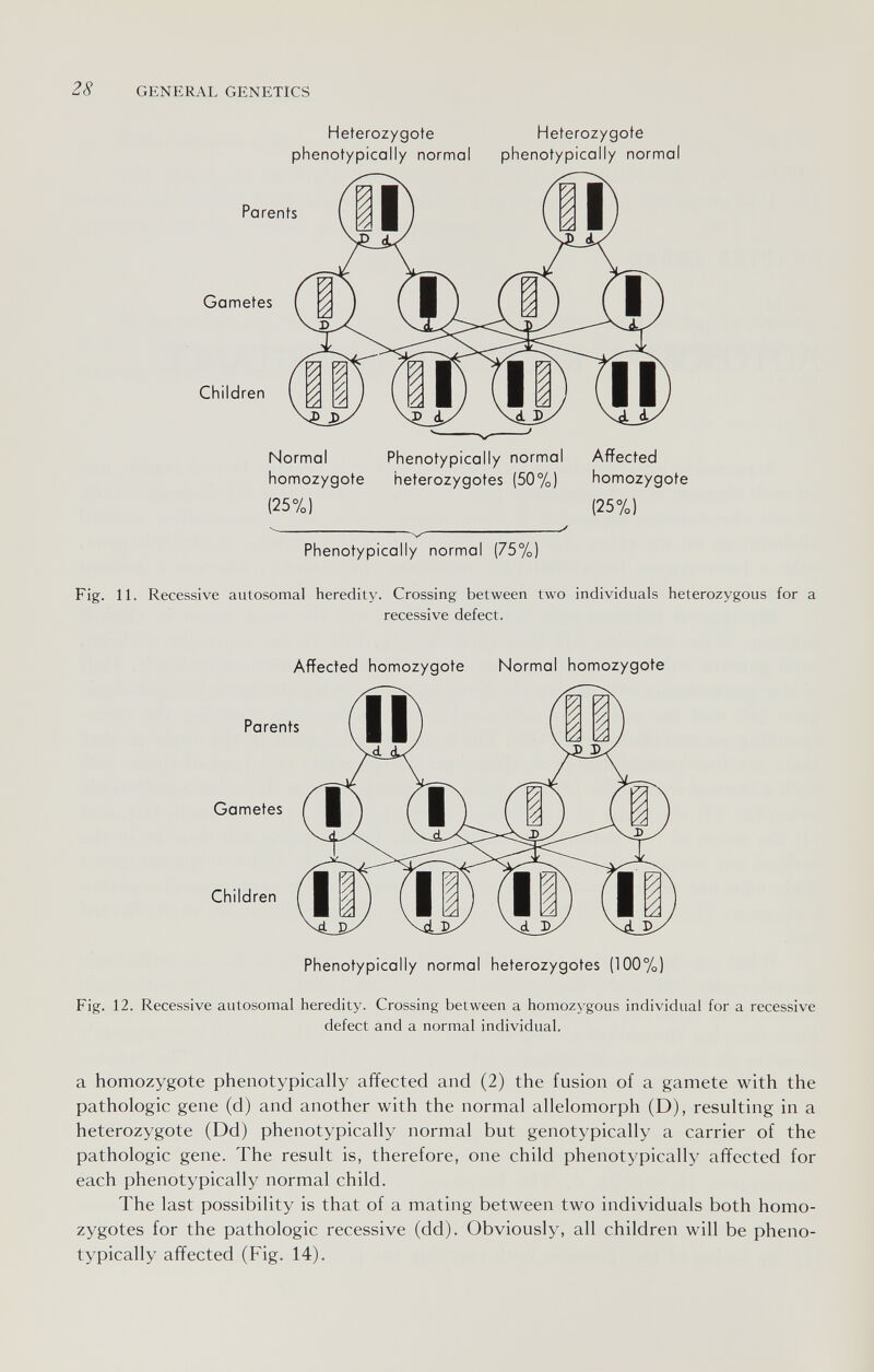 28 GENERAL GENETICS Heterozygote phenotypically normal Heterozygote phenotypically normal Parents Gametes Children Normal Phenotypically normal Affected homozygote heterozygotes (50%) homozygote (25%) (25%) Phenotypically normal (75% Fig. 11. Recessive autosomal heredity. Crossing between two individuals heterozygous for a recessive defect. Affected homozygote Normal homozygote Parents Gametes Children \ J \ bB 1^1 / \ fli i//l y \ vd ьУ VcL VcL Phenotypically normal heterozygotes (100%) Fig. 12. Recessive autosomal heredity. Crossing between a homozygous individual for a recessive defect and a normal individual. a homozygote phenotypically affected and (2) the fusion of a gamete with the pathologic gene (d) and another with the normal allelomorph (D), resulting in a heterozygote (Dd) phenotypically normal but genotypically a carrier of the pathologic gene. The result is, therefore, one child phenotypically affected for each phenotypically normal child. The last possibility is that of a mating between two individuals both homo¬ zygotes for the pathologic recessive (dd). Obviously, all children will be pheno¬ typically affected (Fig. 14).